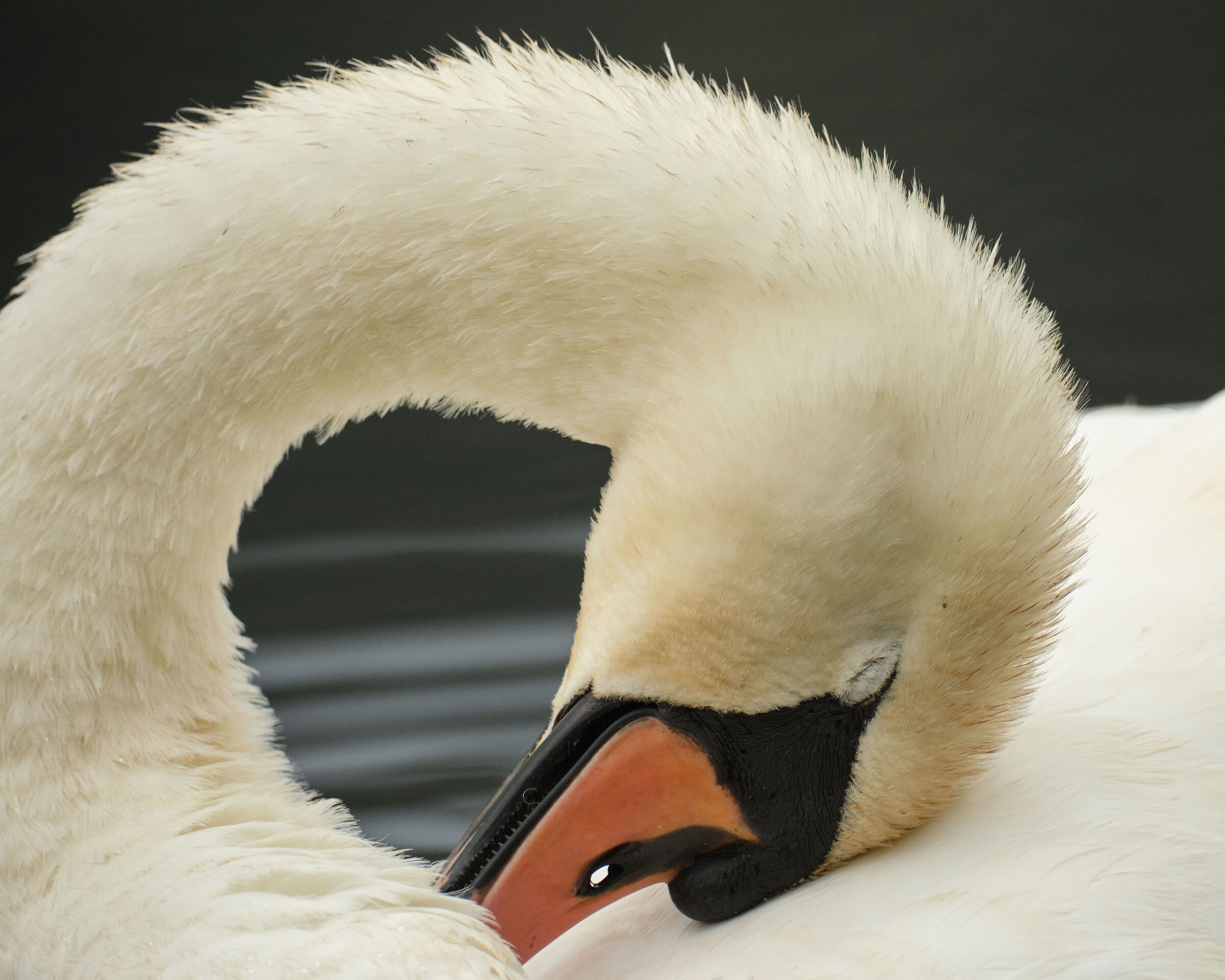 Cygnus cygnus