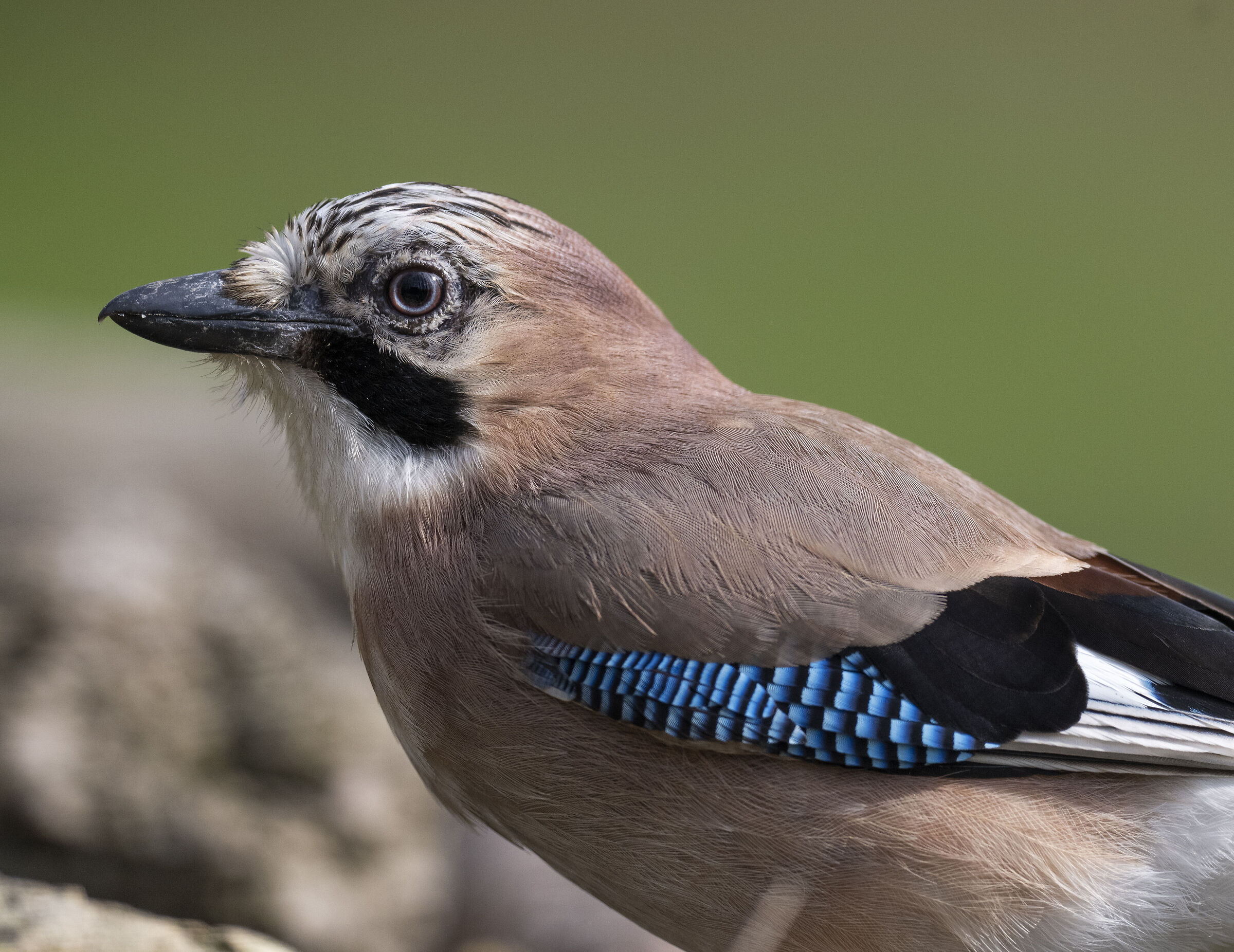 Ghiandaia (portrait)