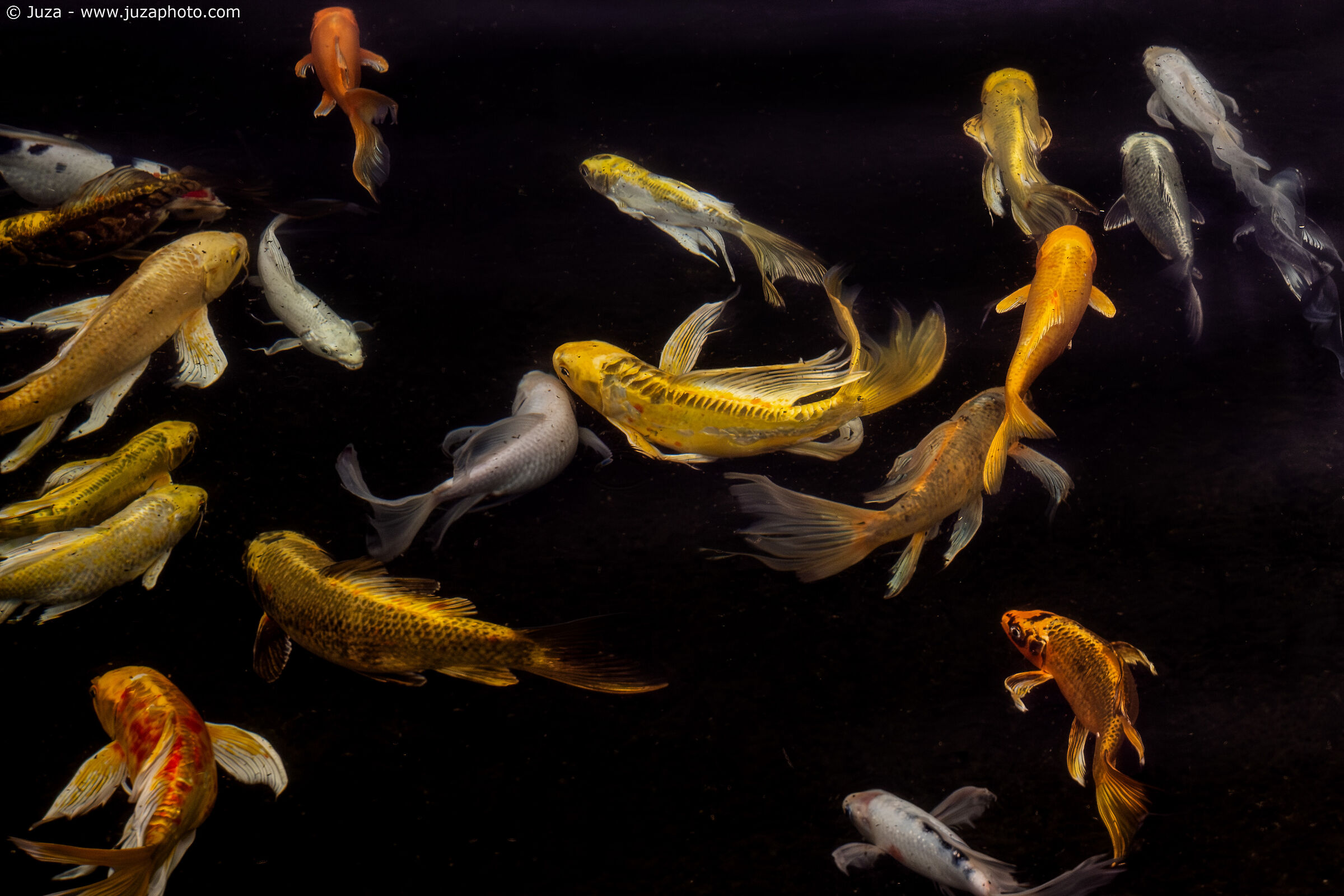 Fish dance, White Temple