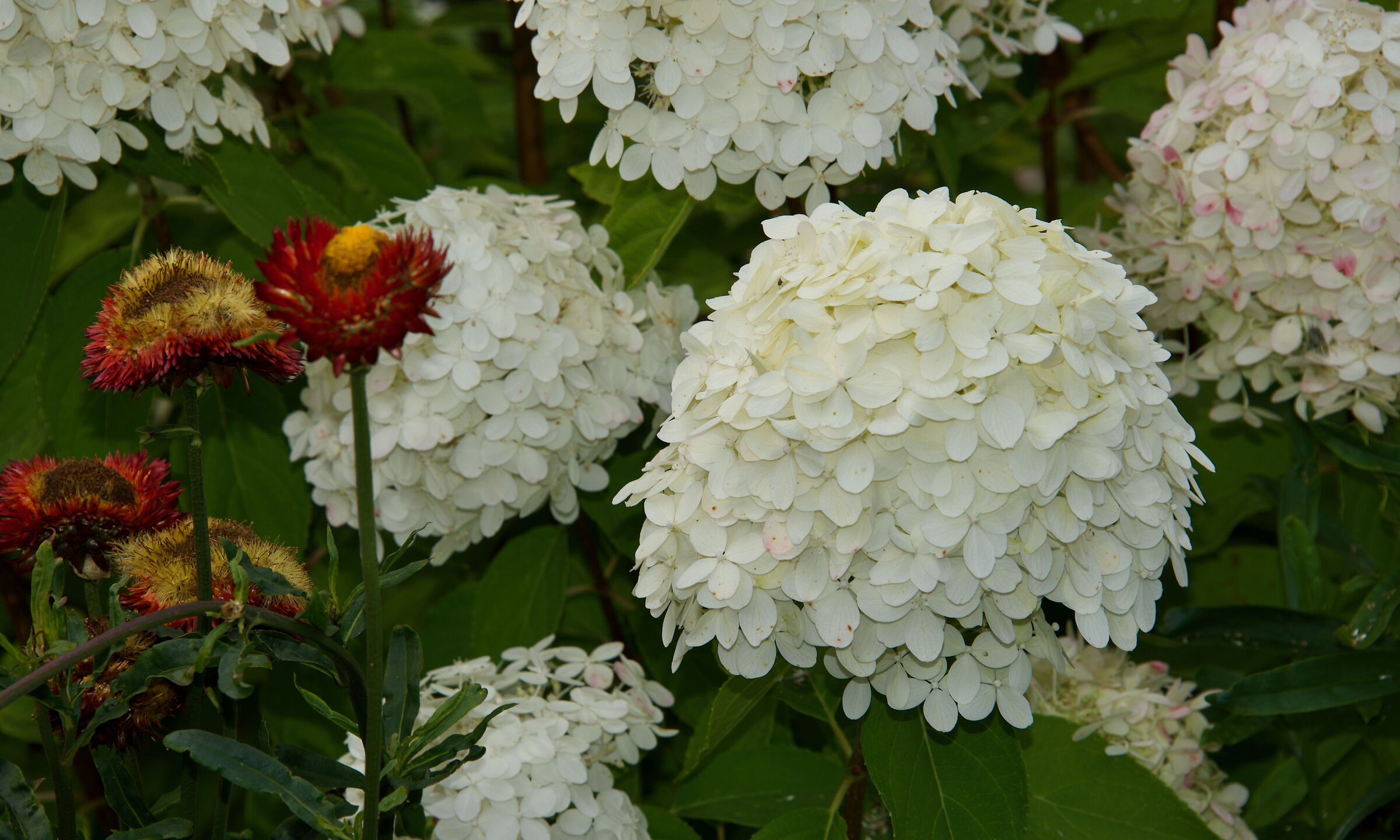Fiori da giardino - Parco Jeanne D'Arc - Québec (citt...