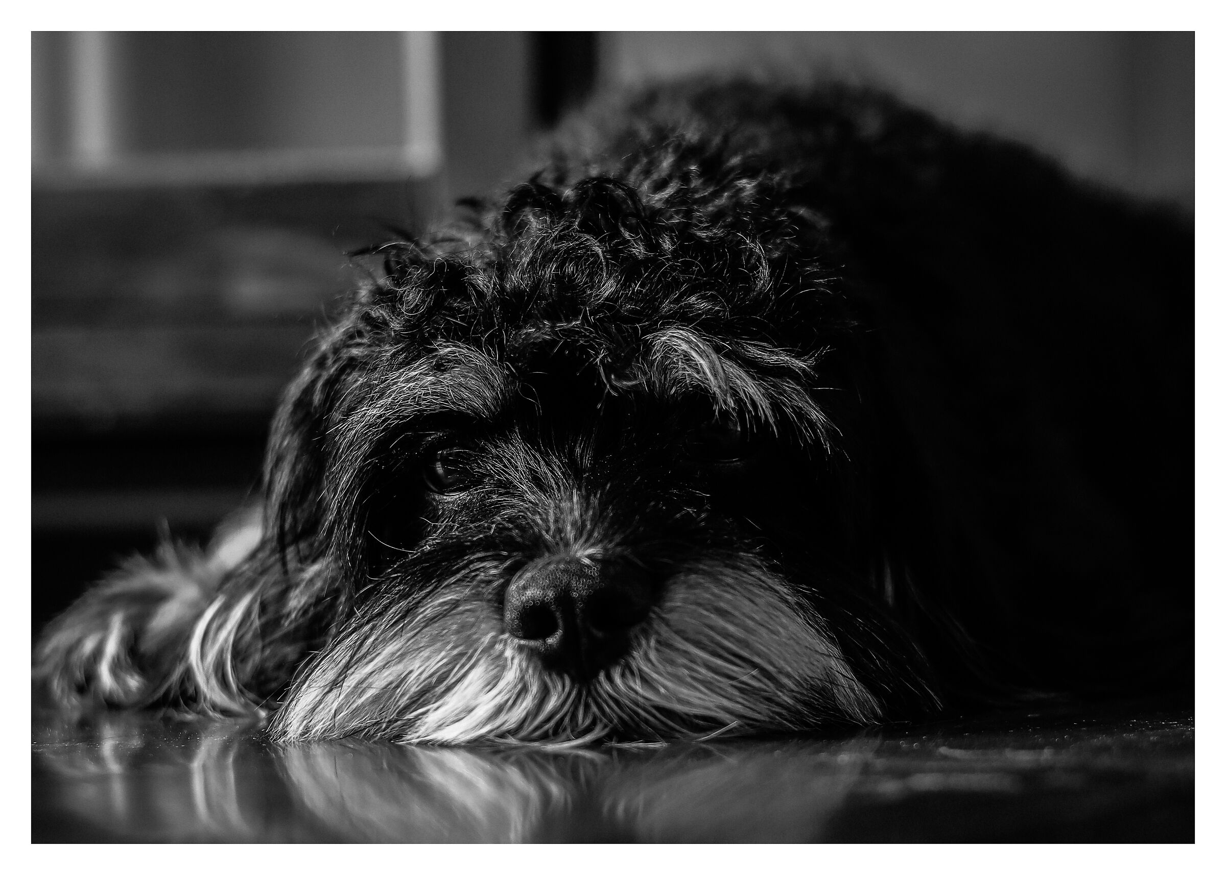 Il nostro dolcissimo Aki.