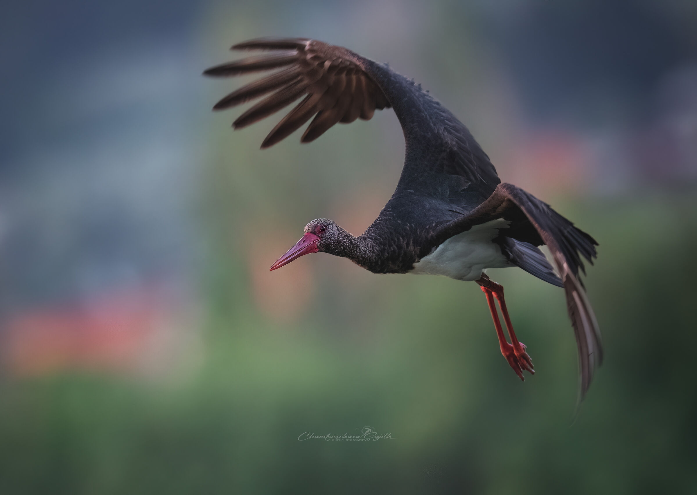 Black stork
