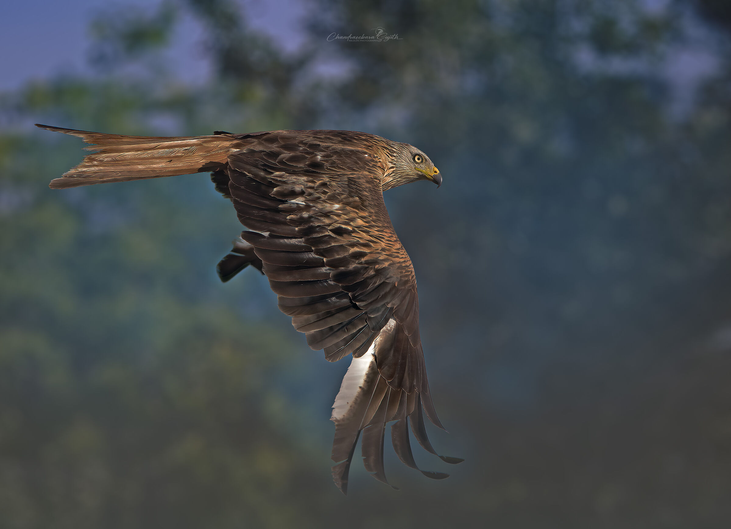 red kite
