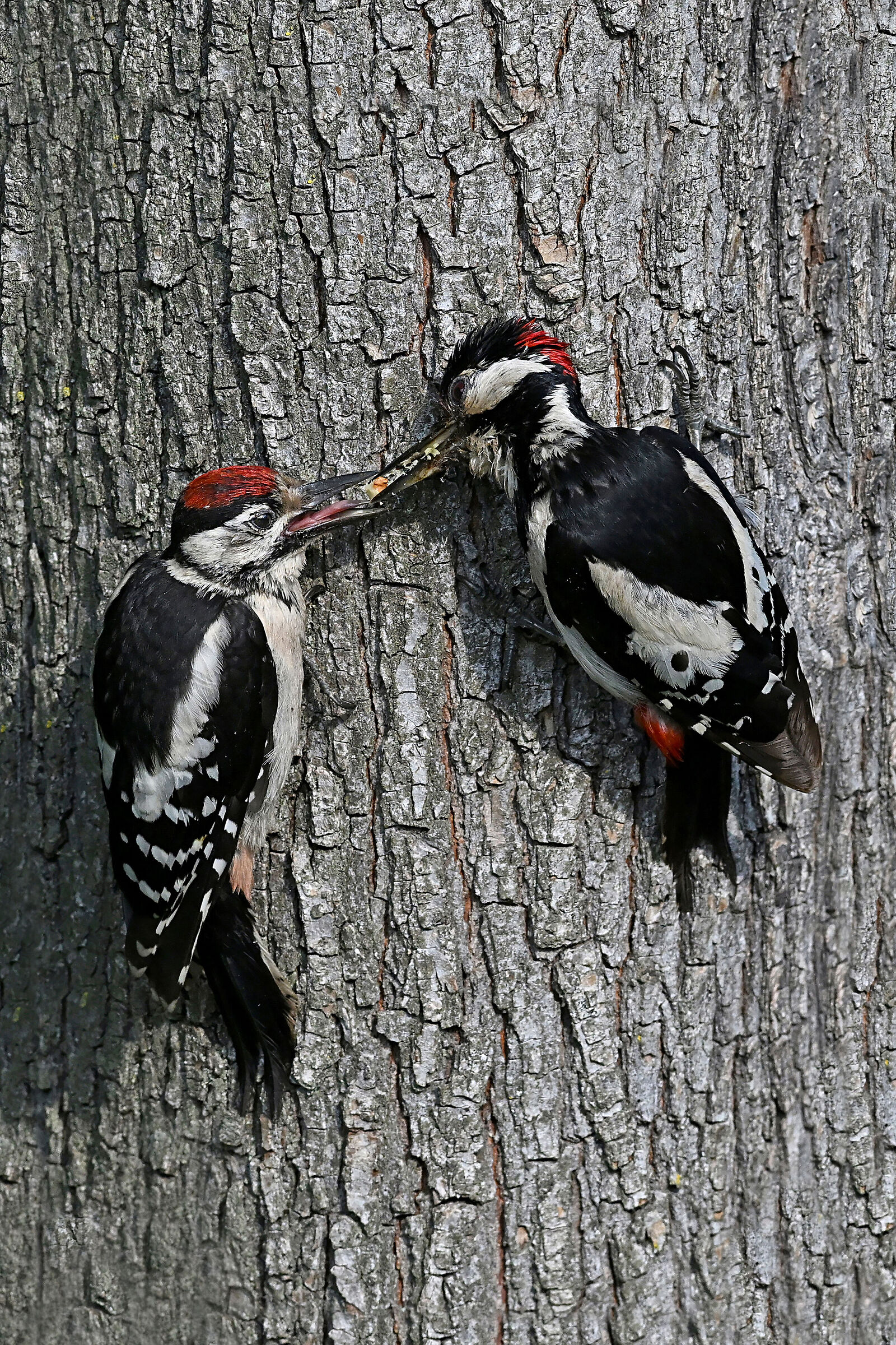 Feeding outside the home