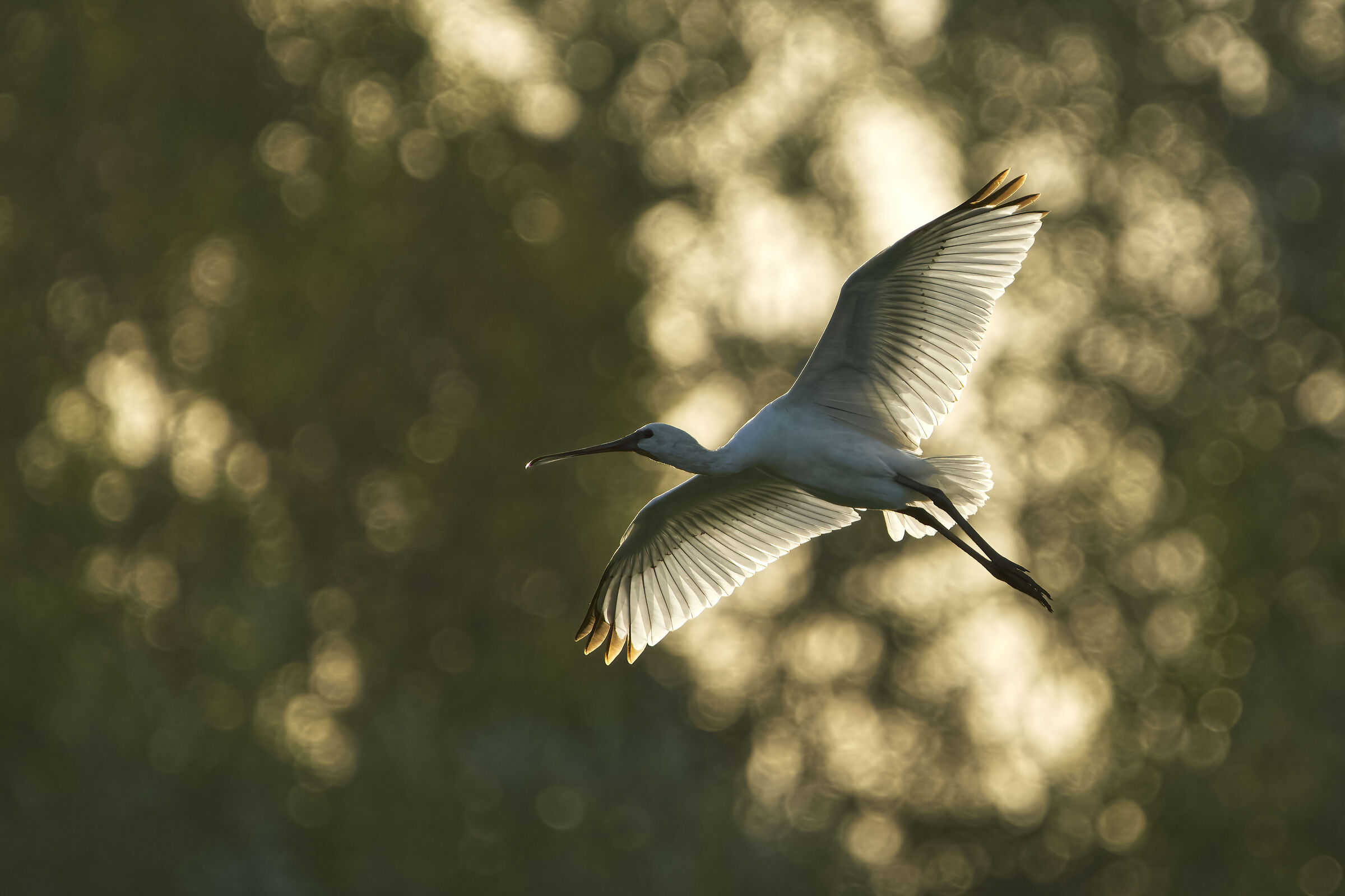 Alle prime luci dell'alba...