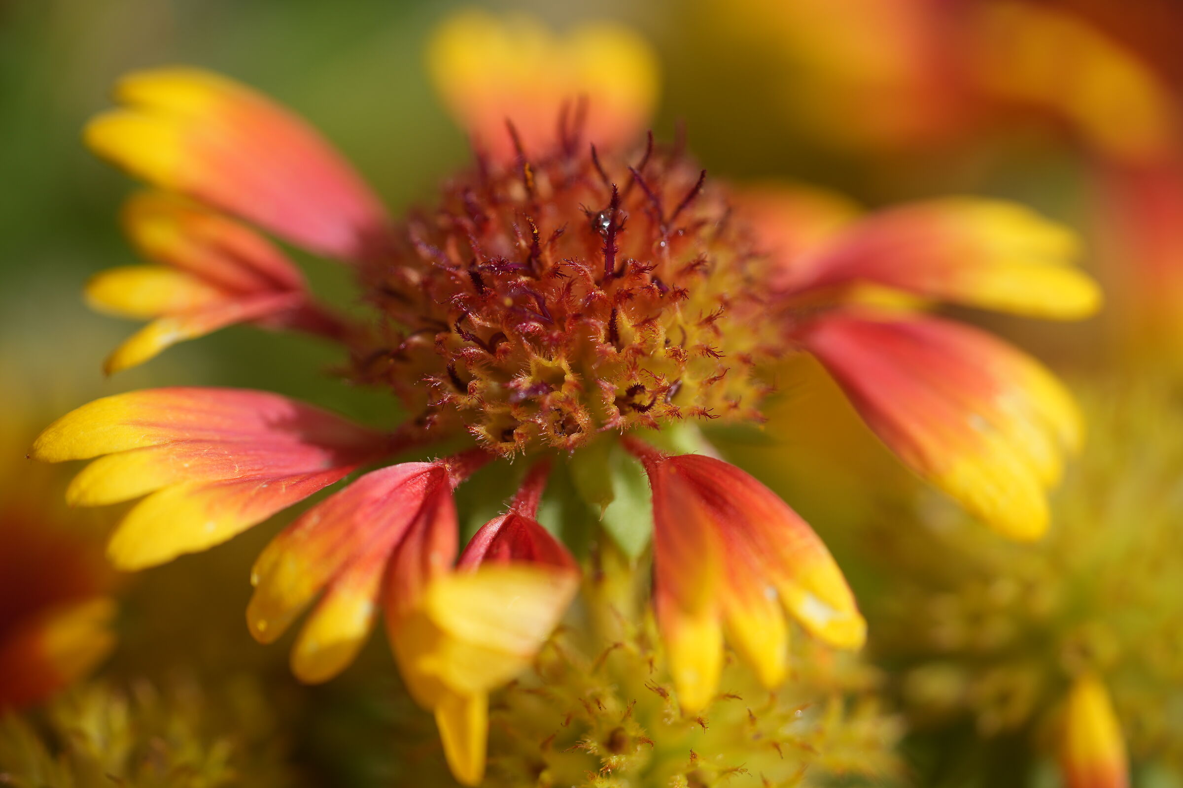 Gaillardia