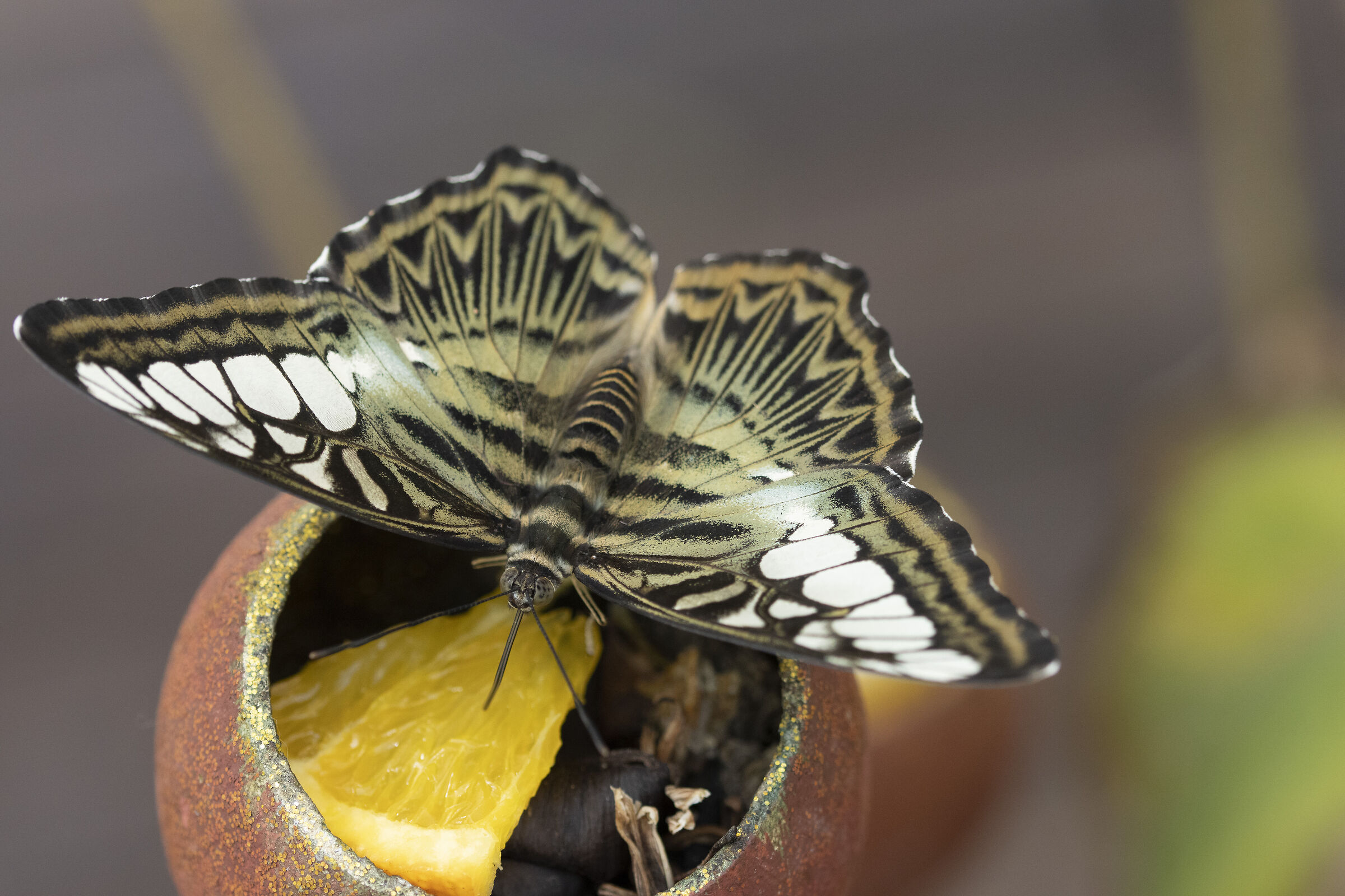 farfalla orto botanico roma