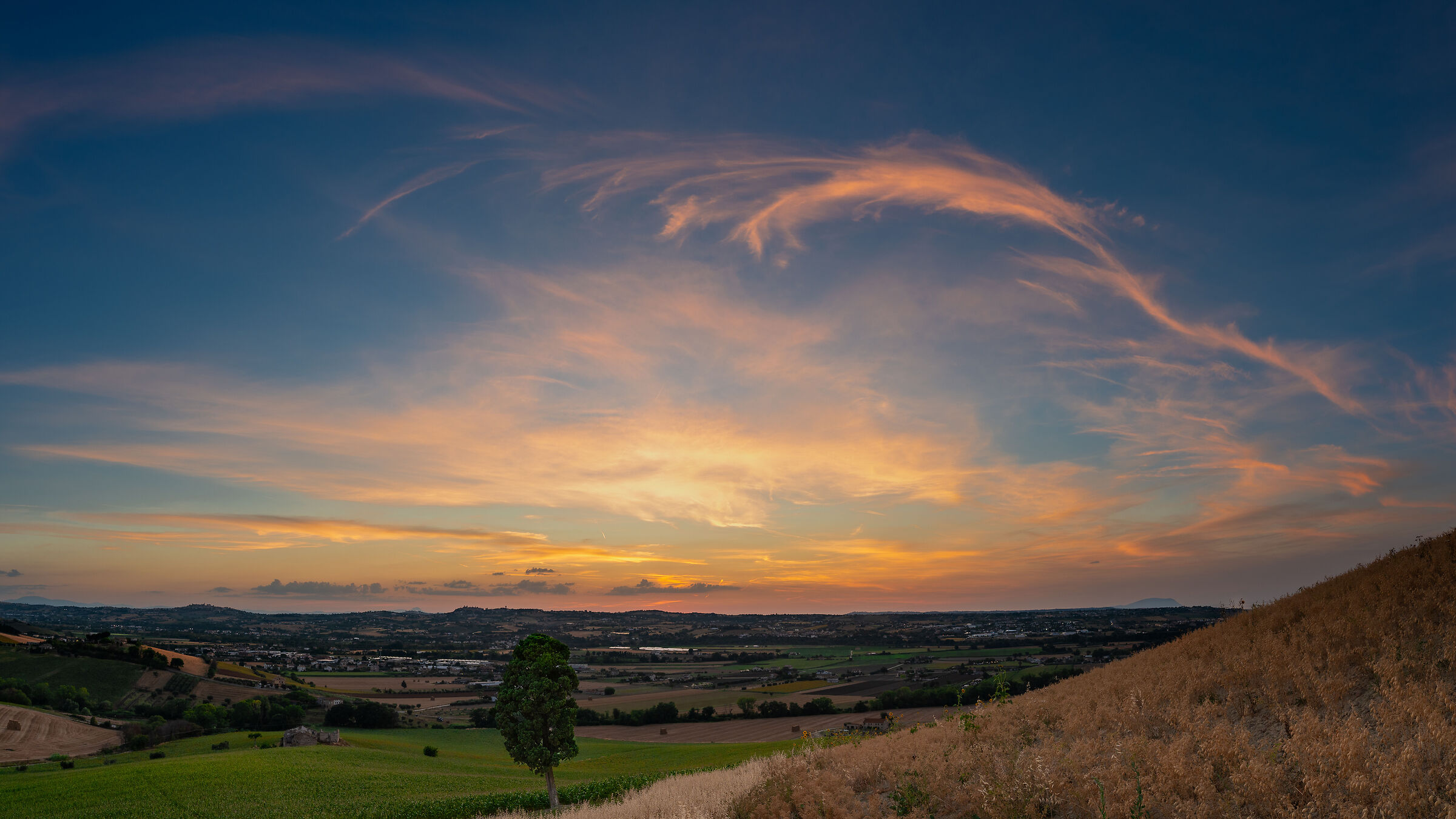Overview of the solitary cypress