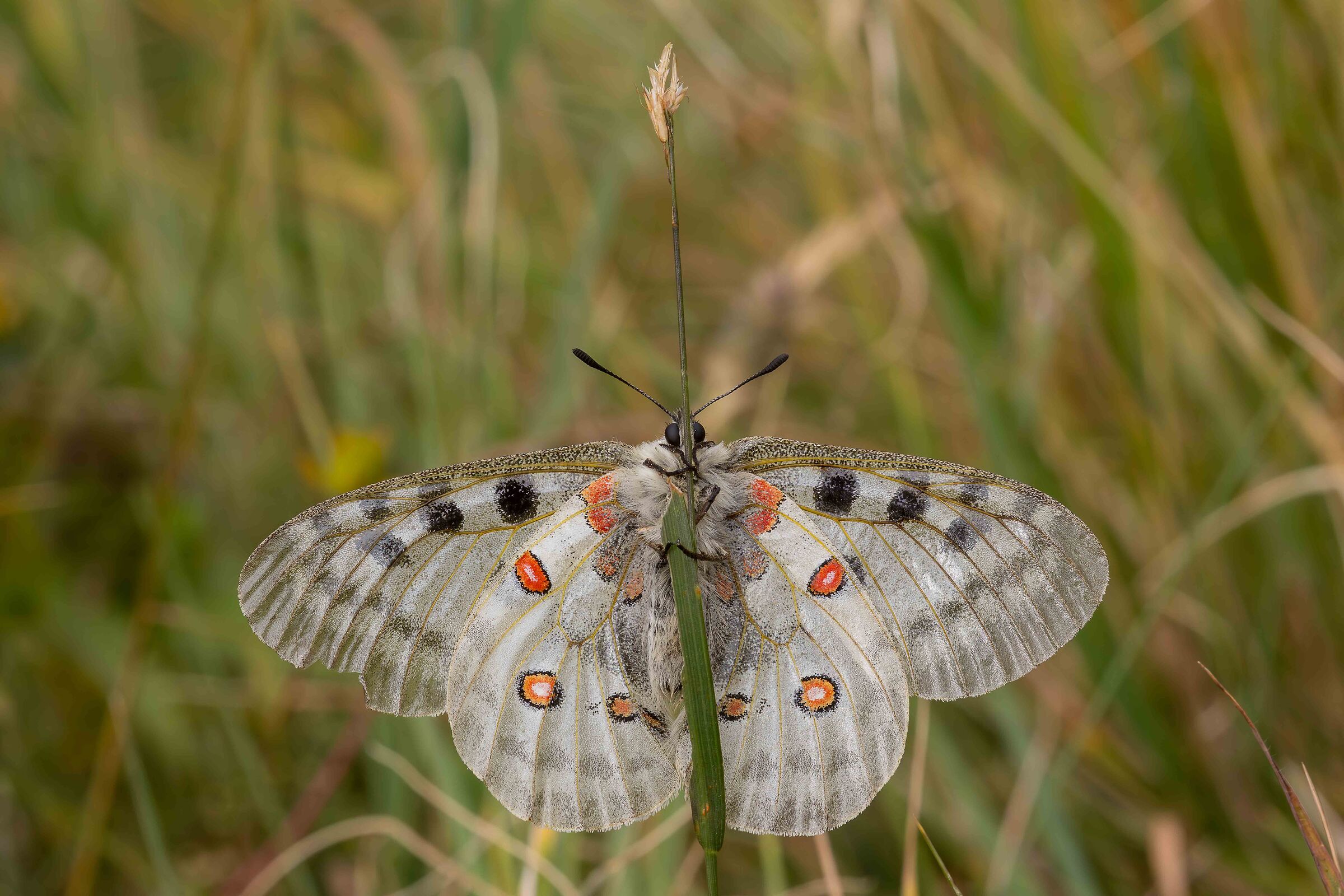 Parnassius apollo