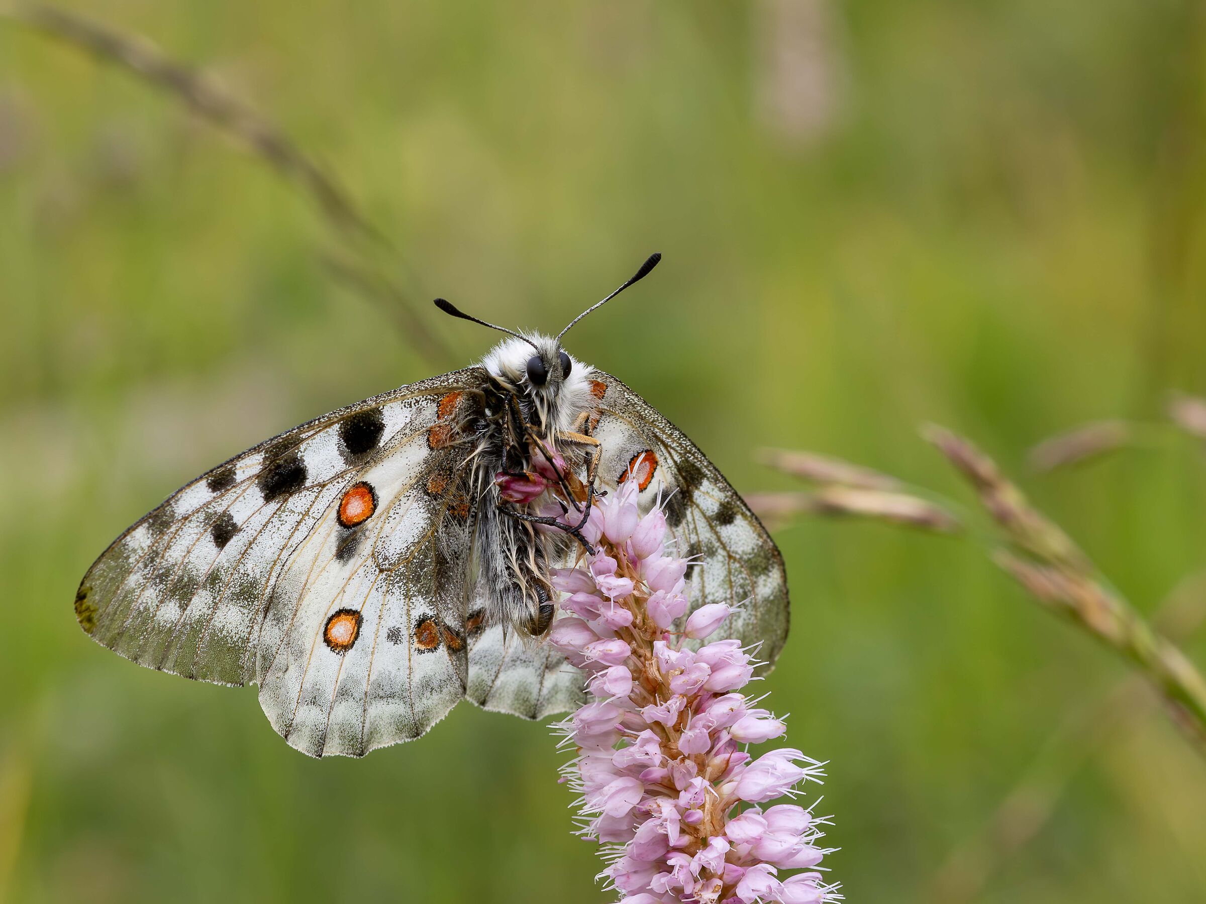 Parnassius apollo