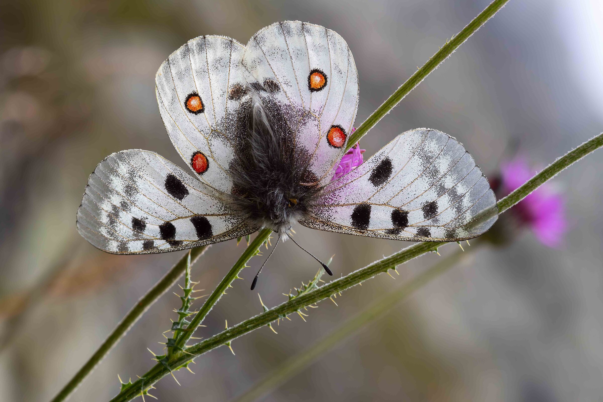 Parnassius apollo