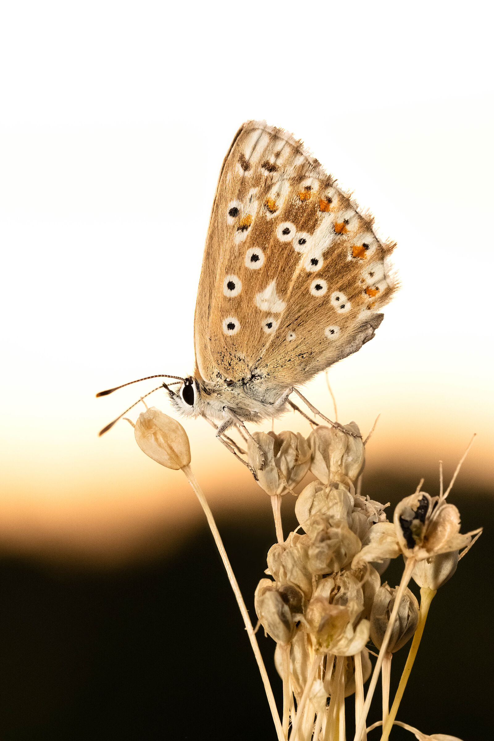 Come closer, I'll tell you something in your ear!