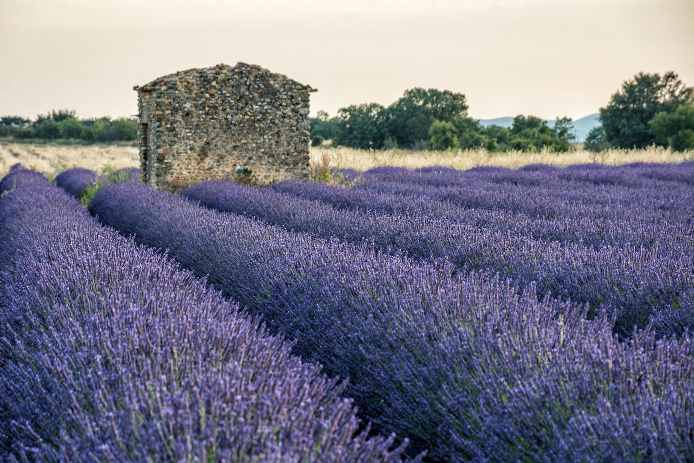 La casetta nella lavanda