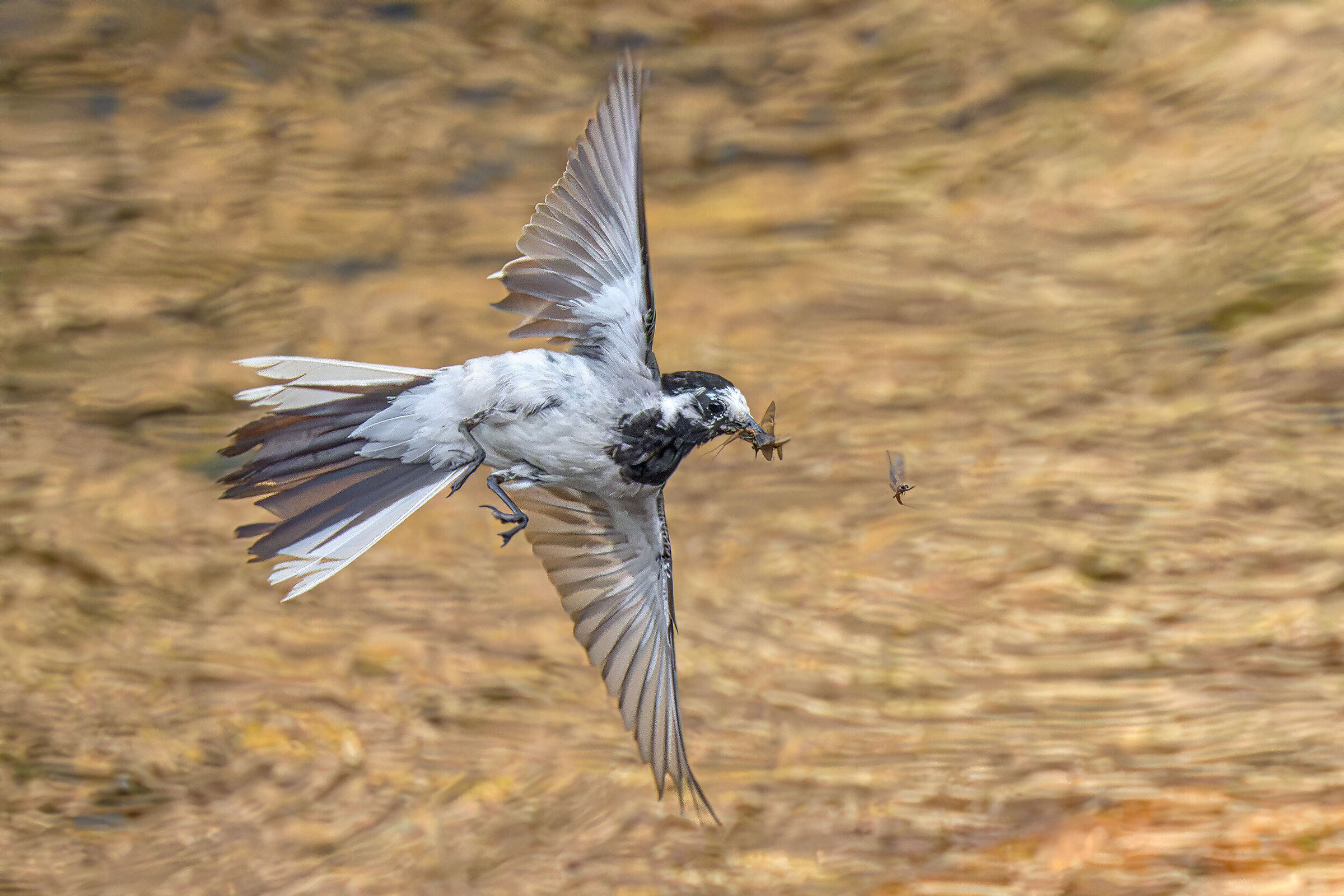 White wagtail