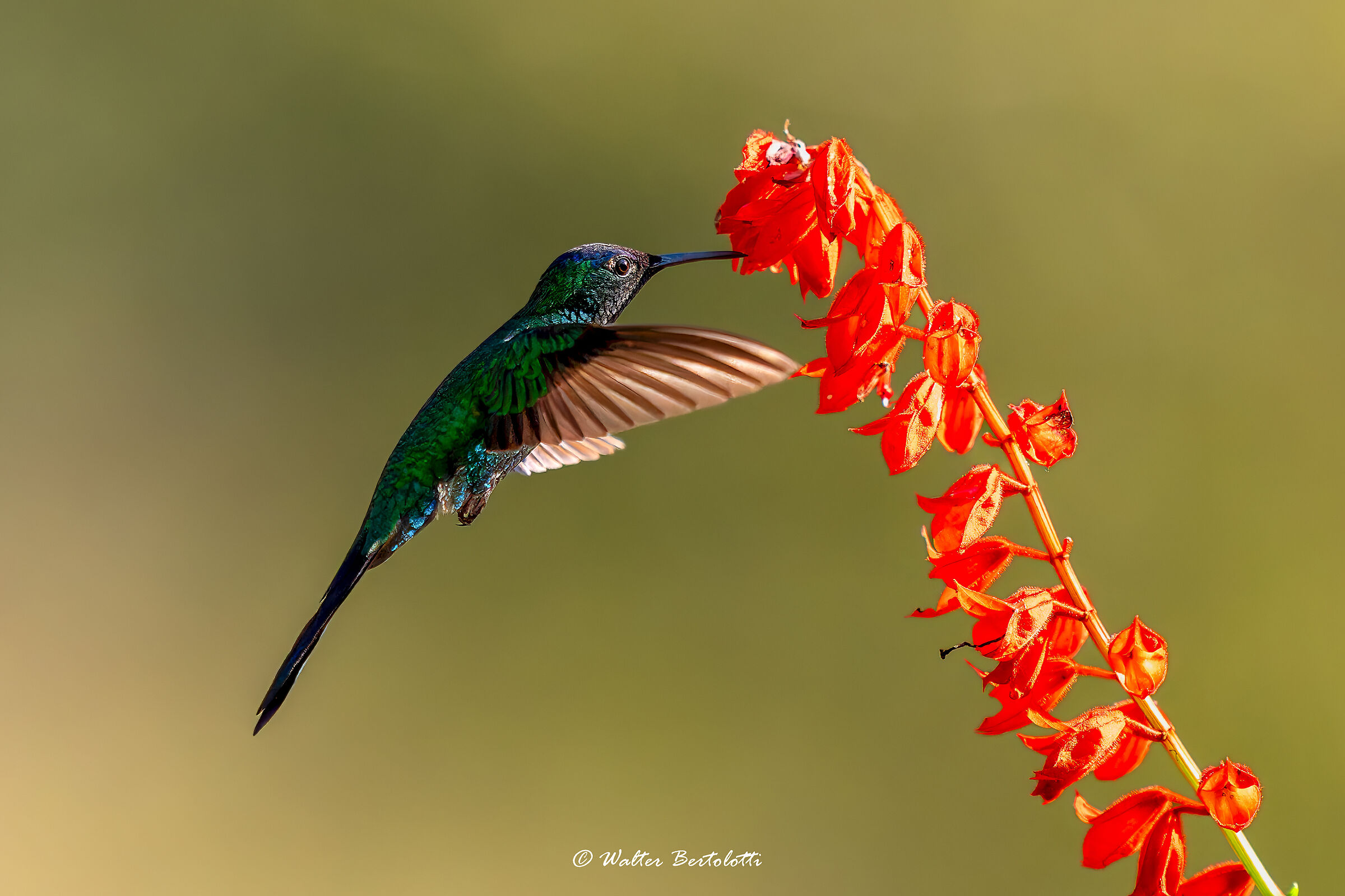 colibrì coda di rondine
