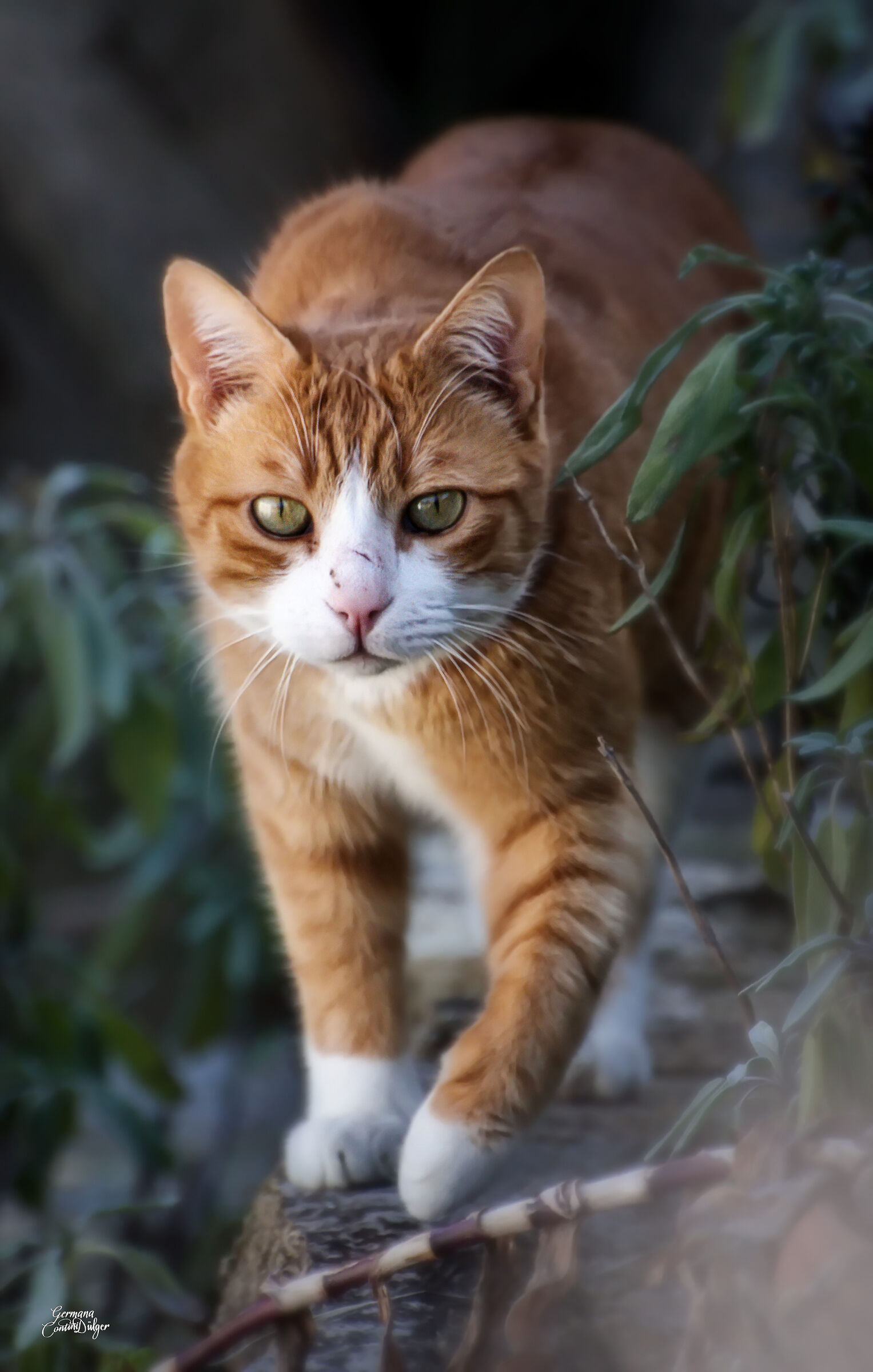 Gino two kilos of pure feline