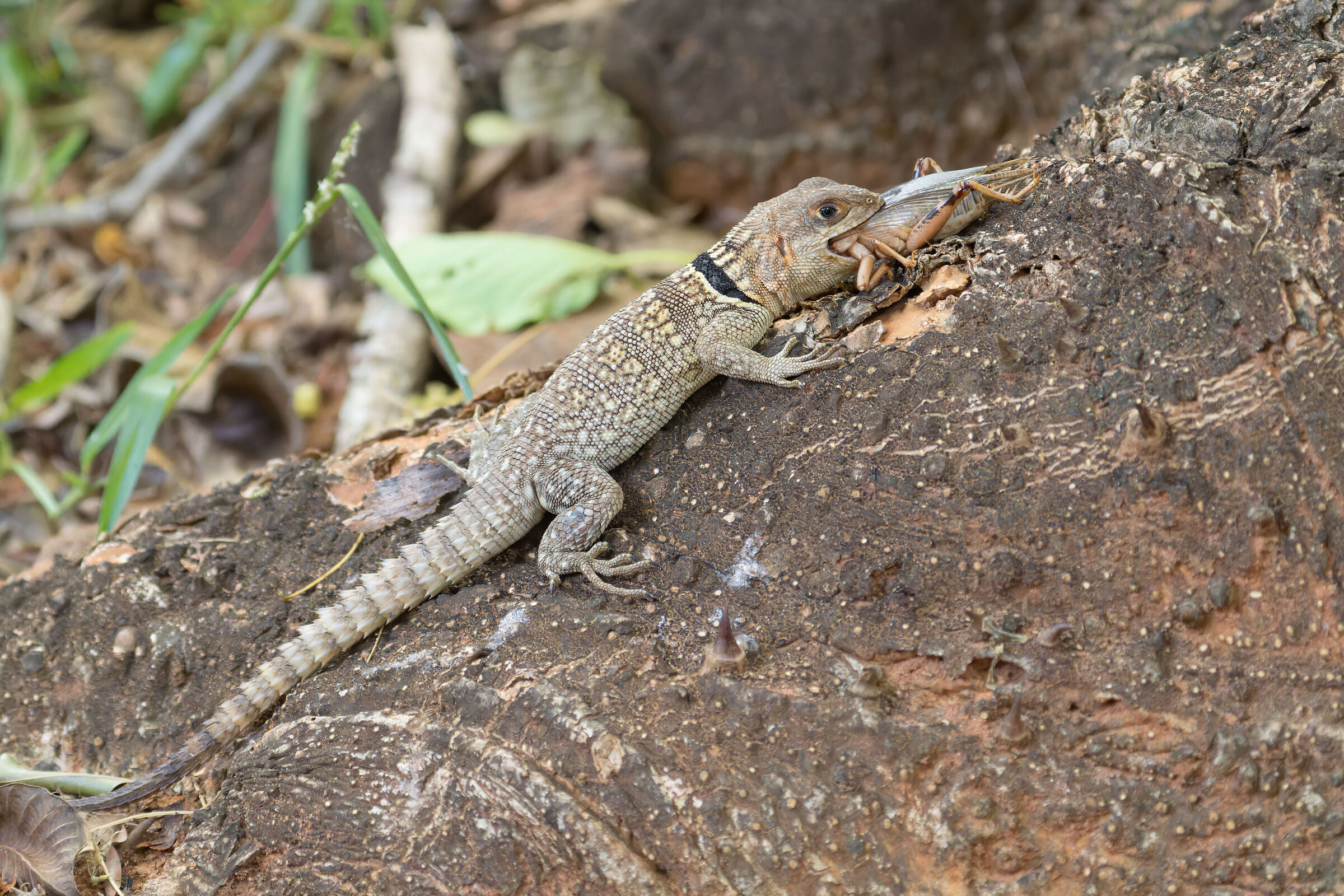 Iguana codaspinosa del Madagascar