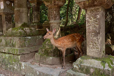 Cervus nippon