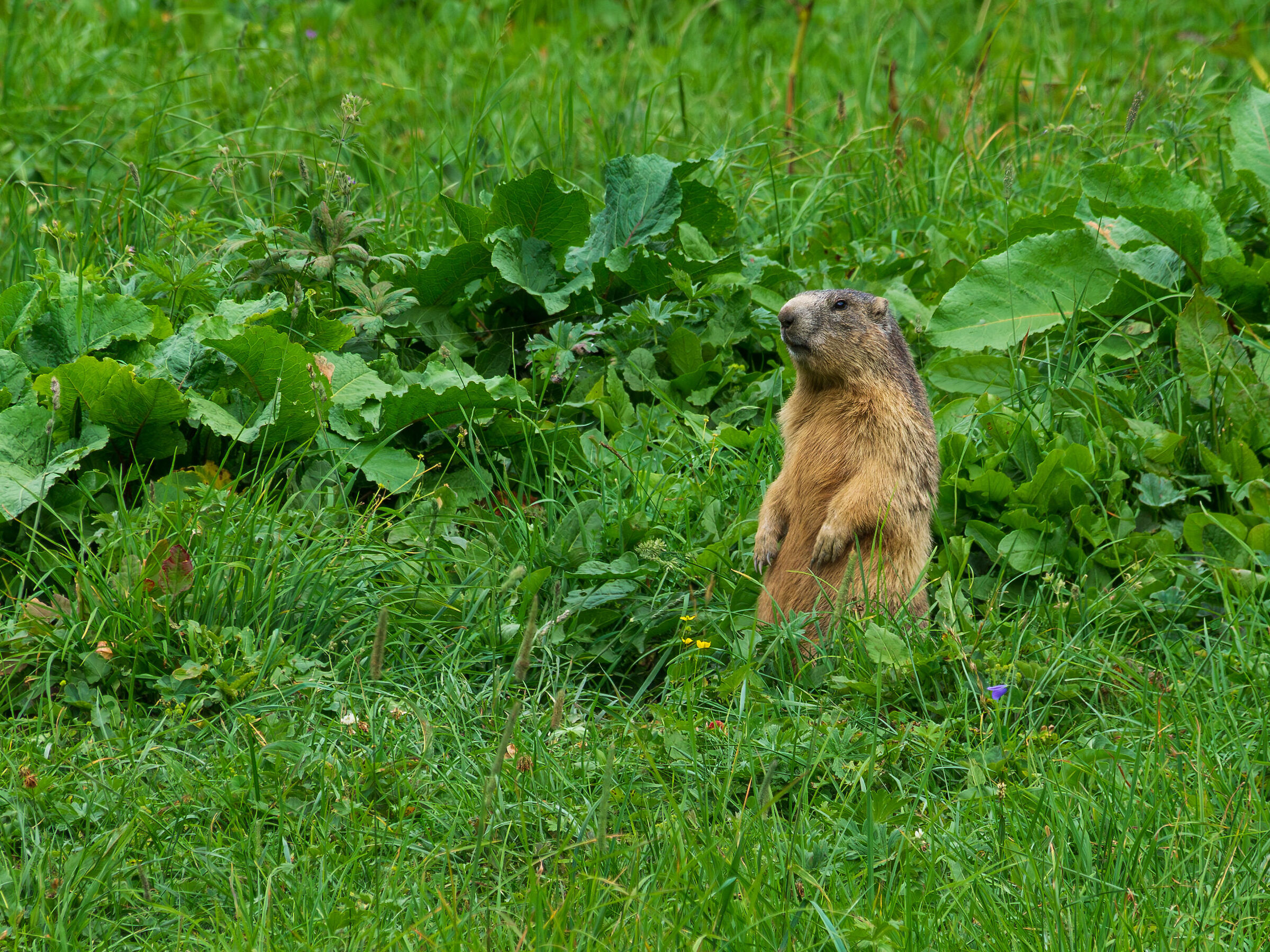 Marmotta nel prato