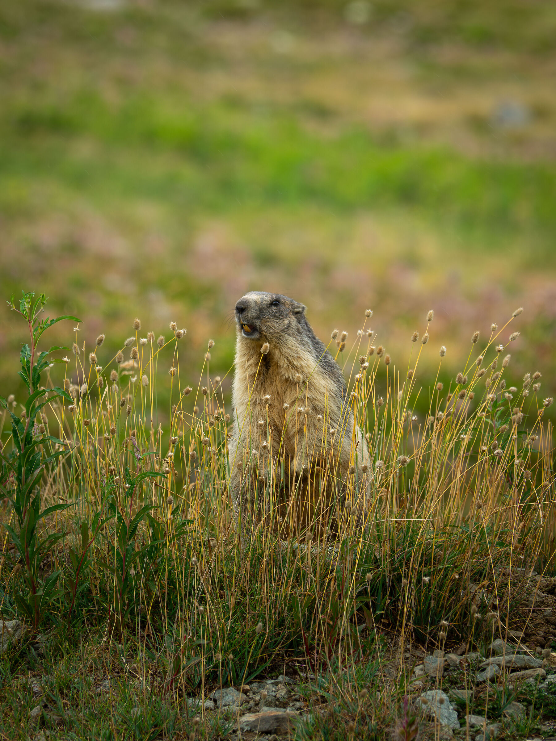Marmotta in allerta