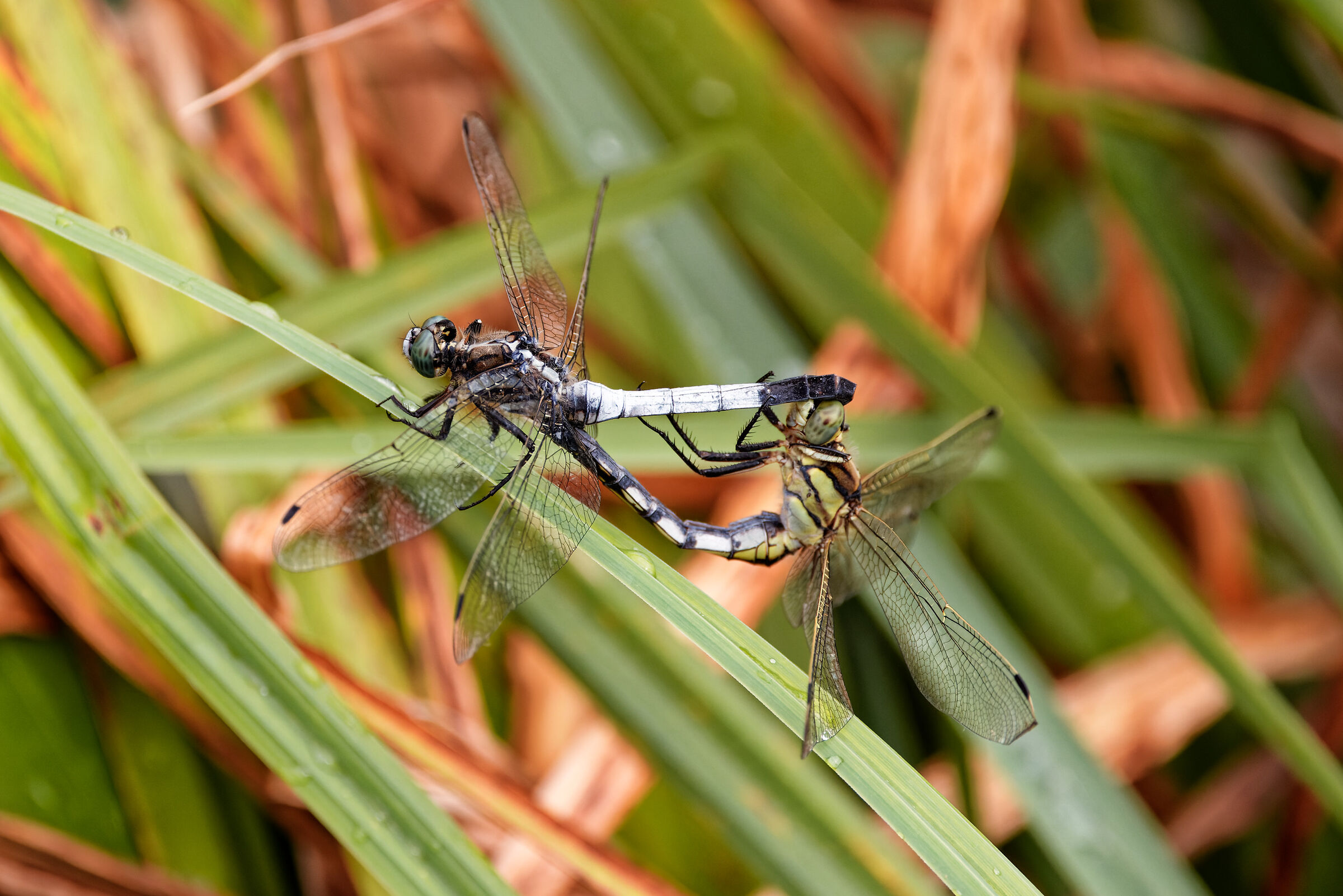 Dragonfly mating
