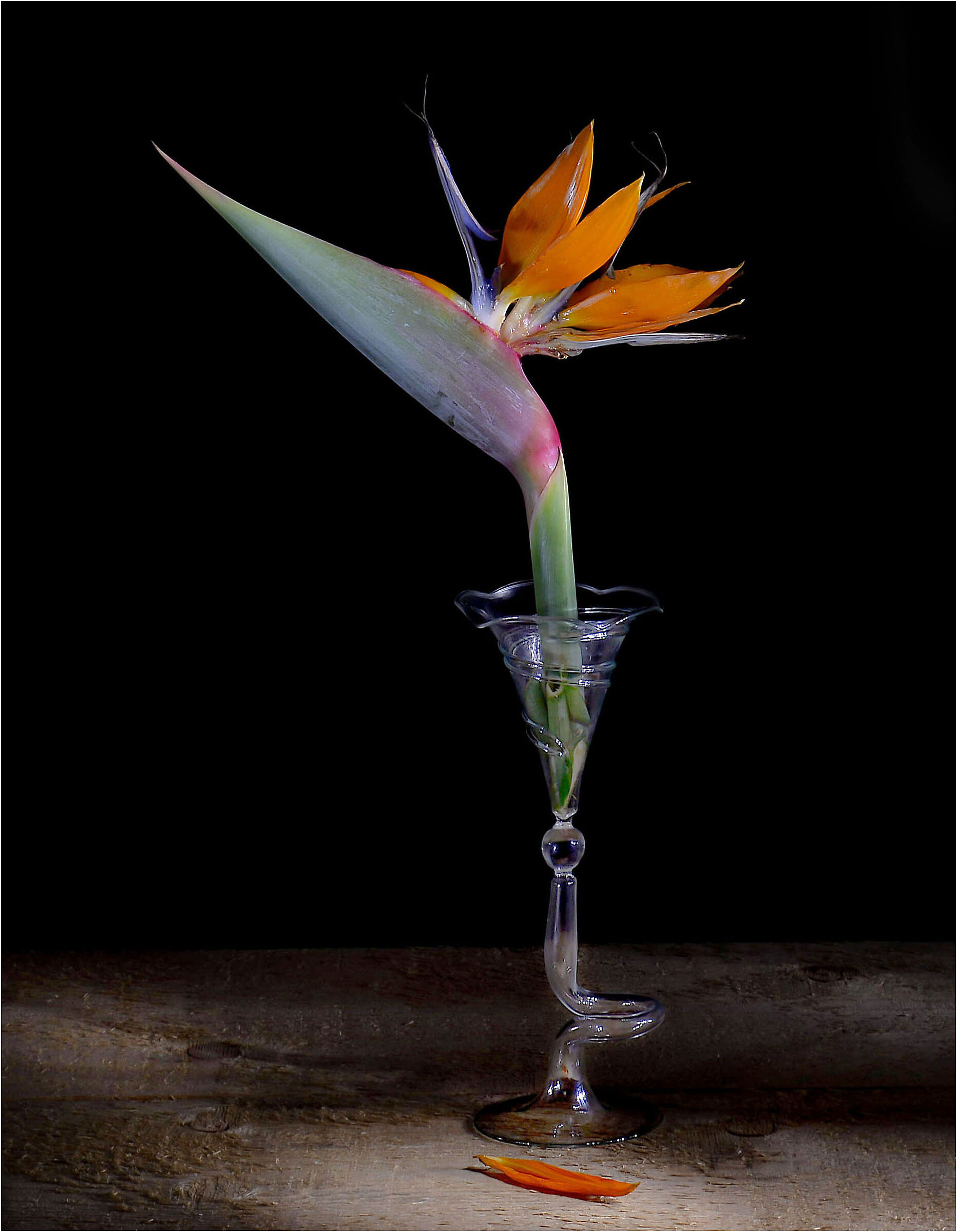 Strelitia Floare