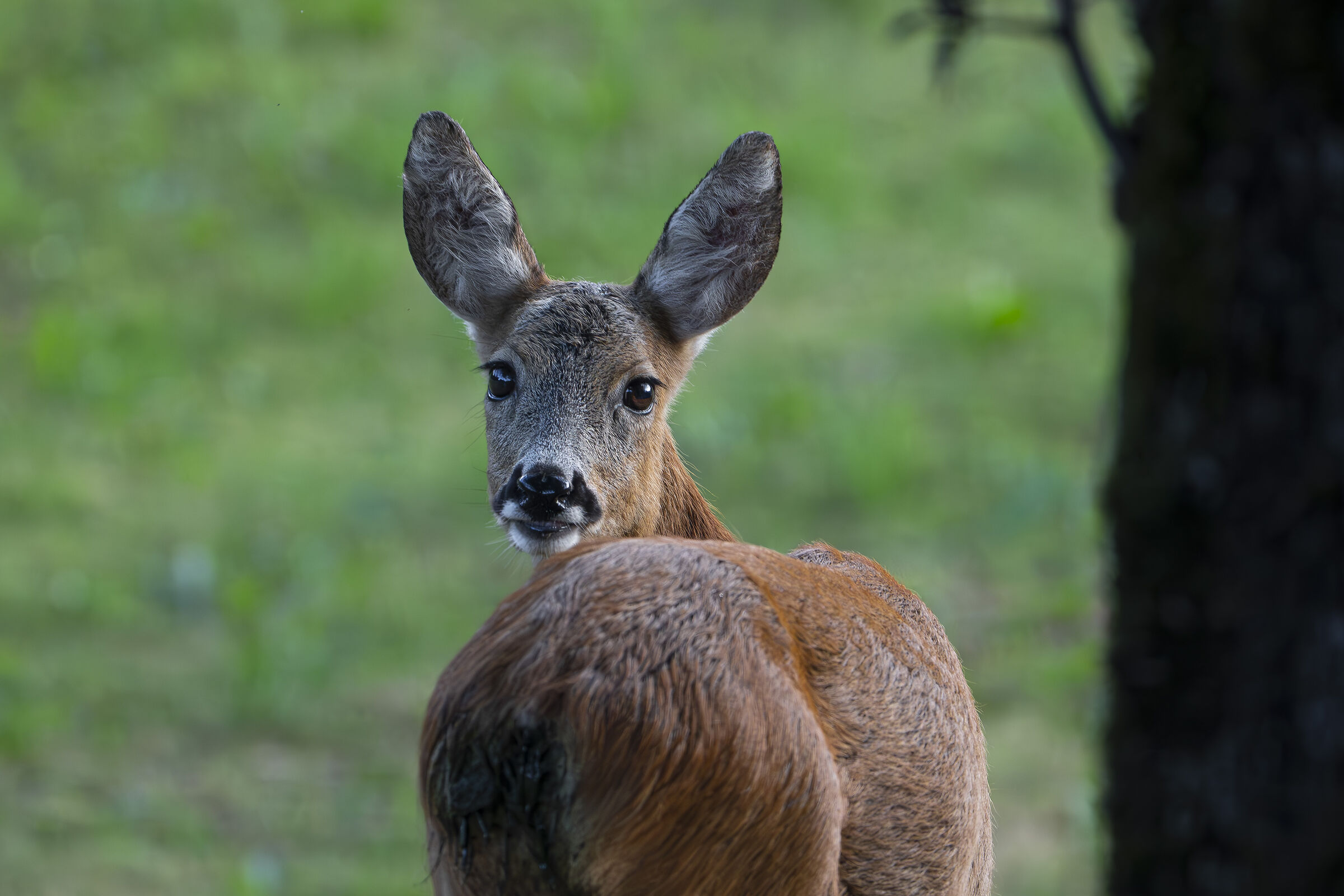Roe deer