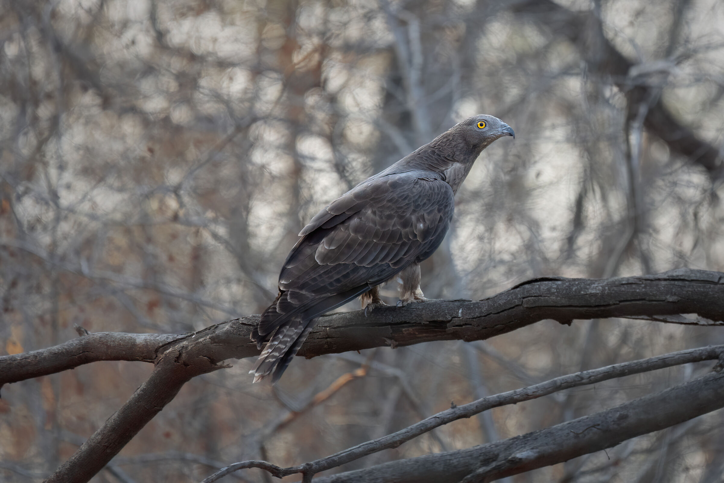 Pecchiaiolo orientale