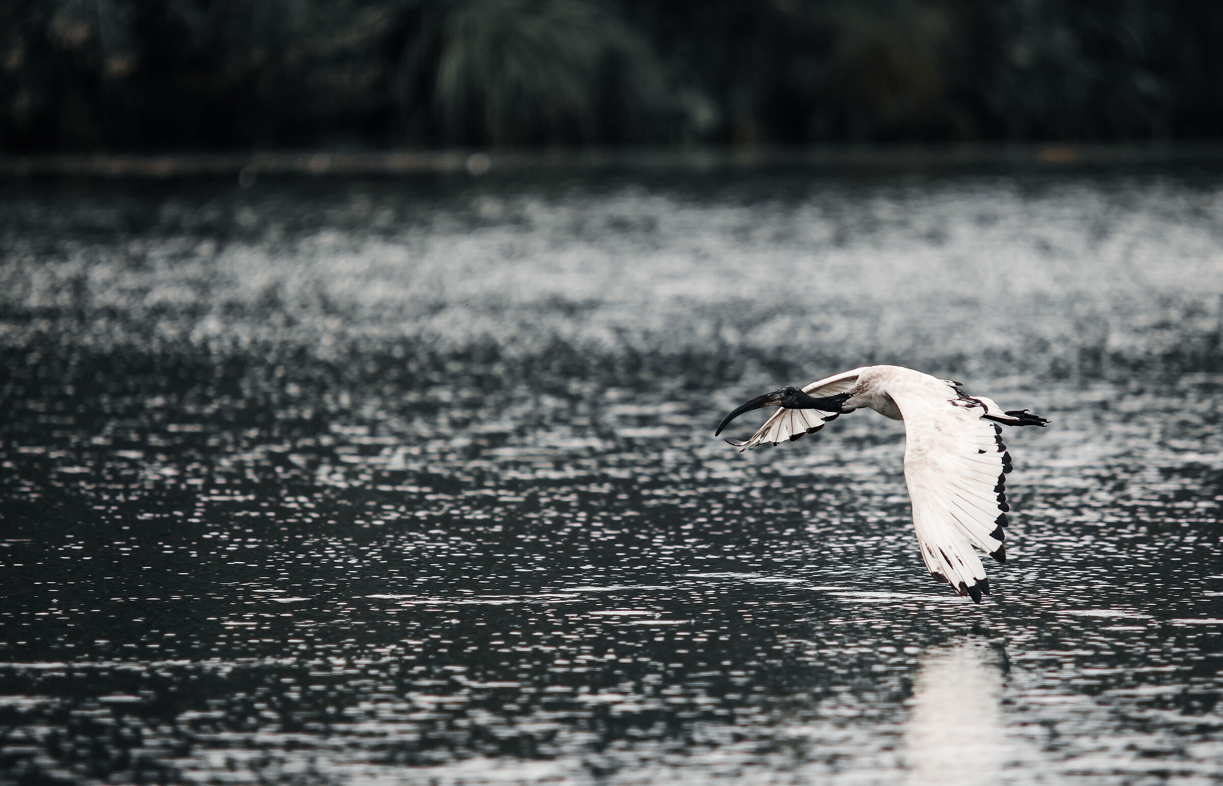 Ibis in flight
