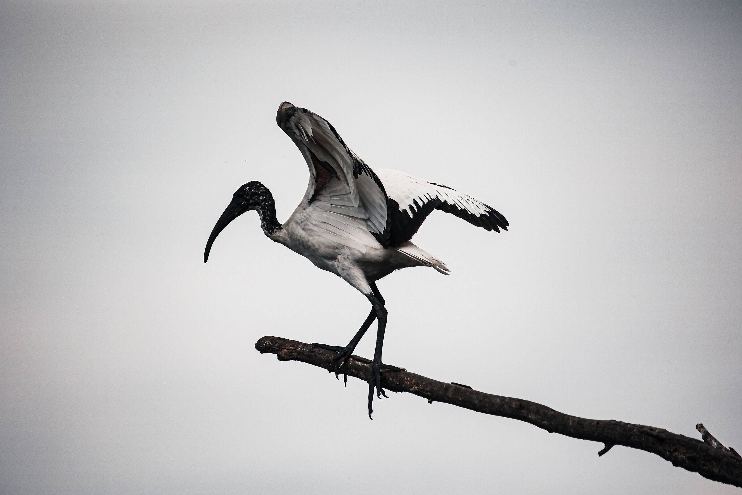 Ibis
