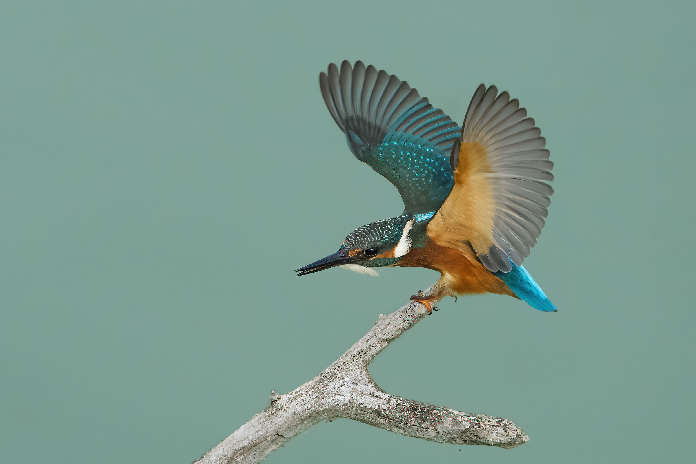 Martin pescatore (Alcedo atthis) - Valli Bolognesi
