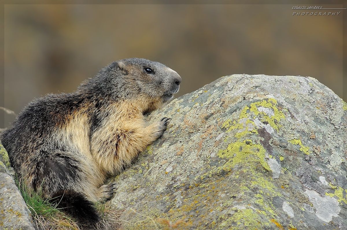 Marmotta
