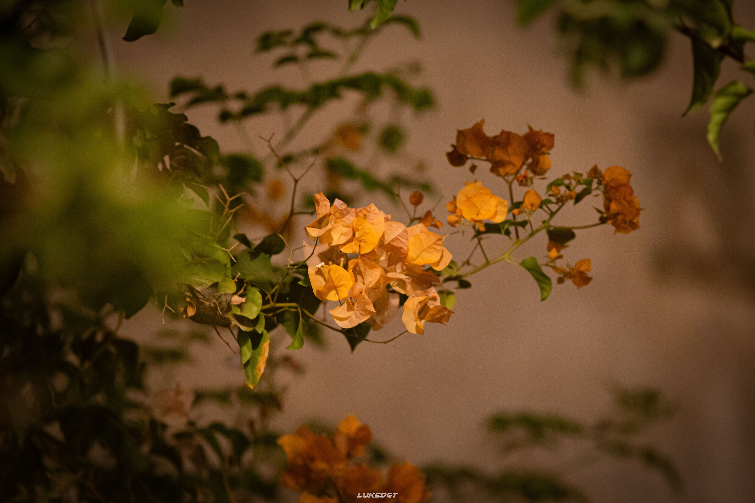 Untitled Photo