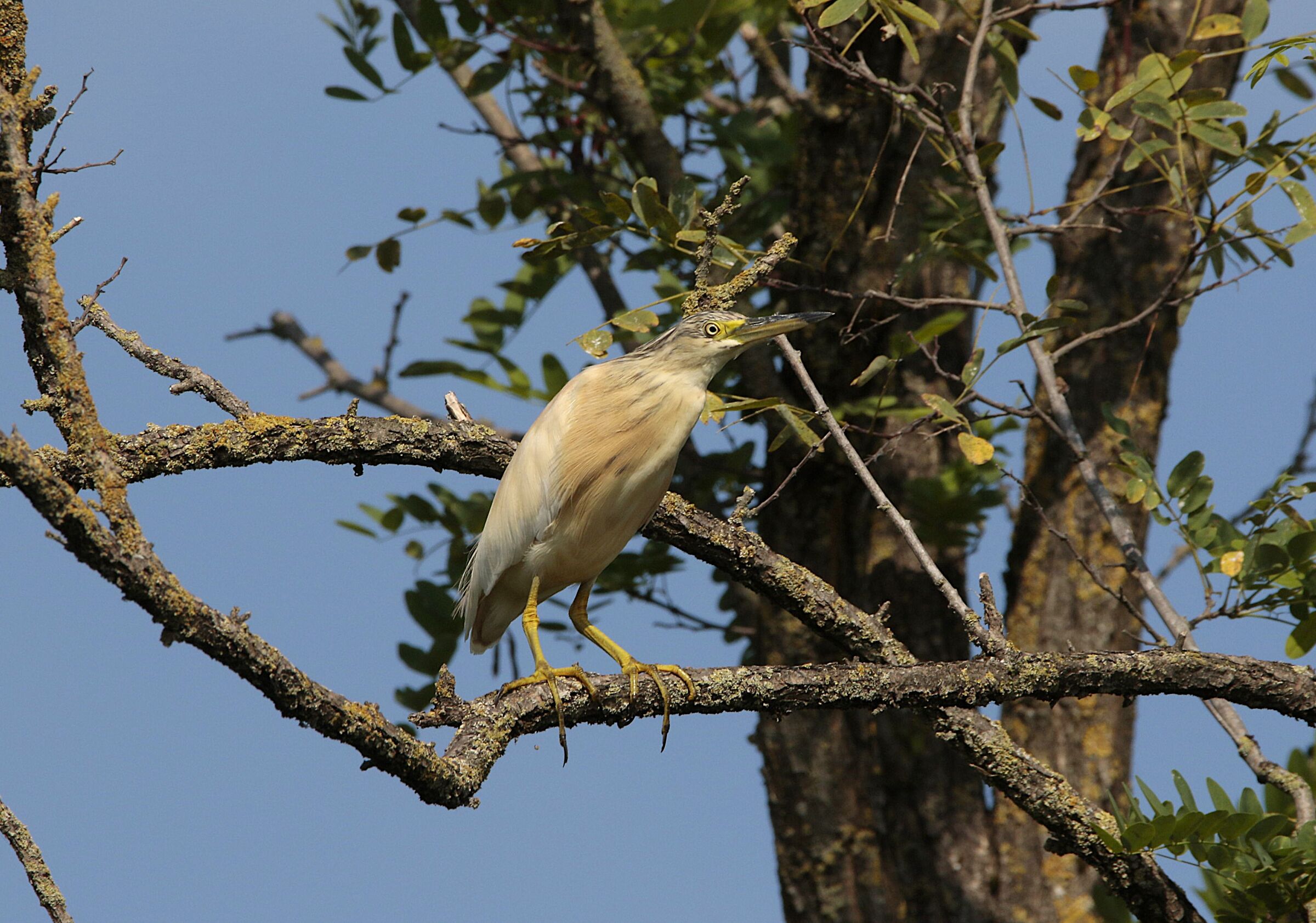 squirrel heron