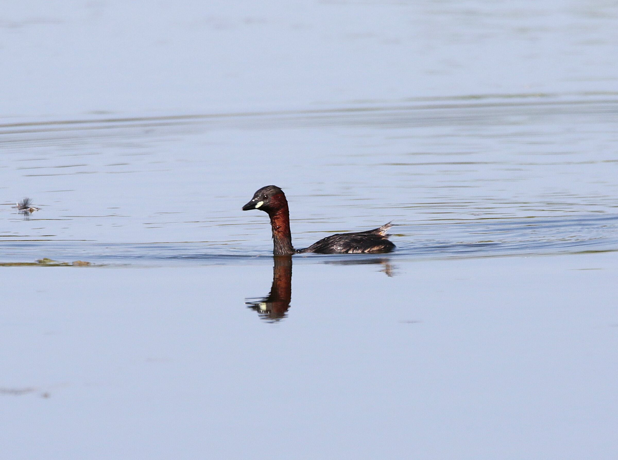 dabchick