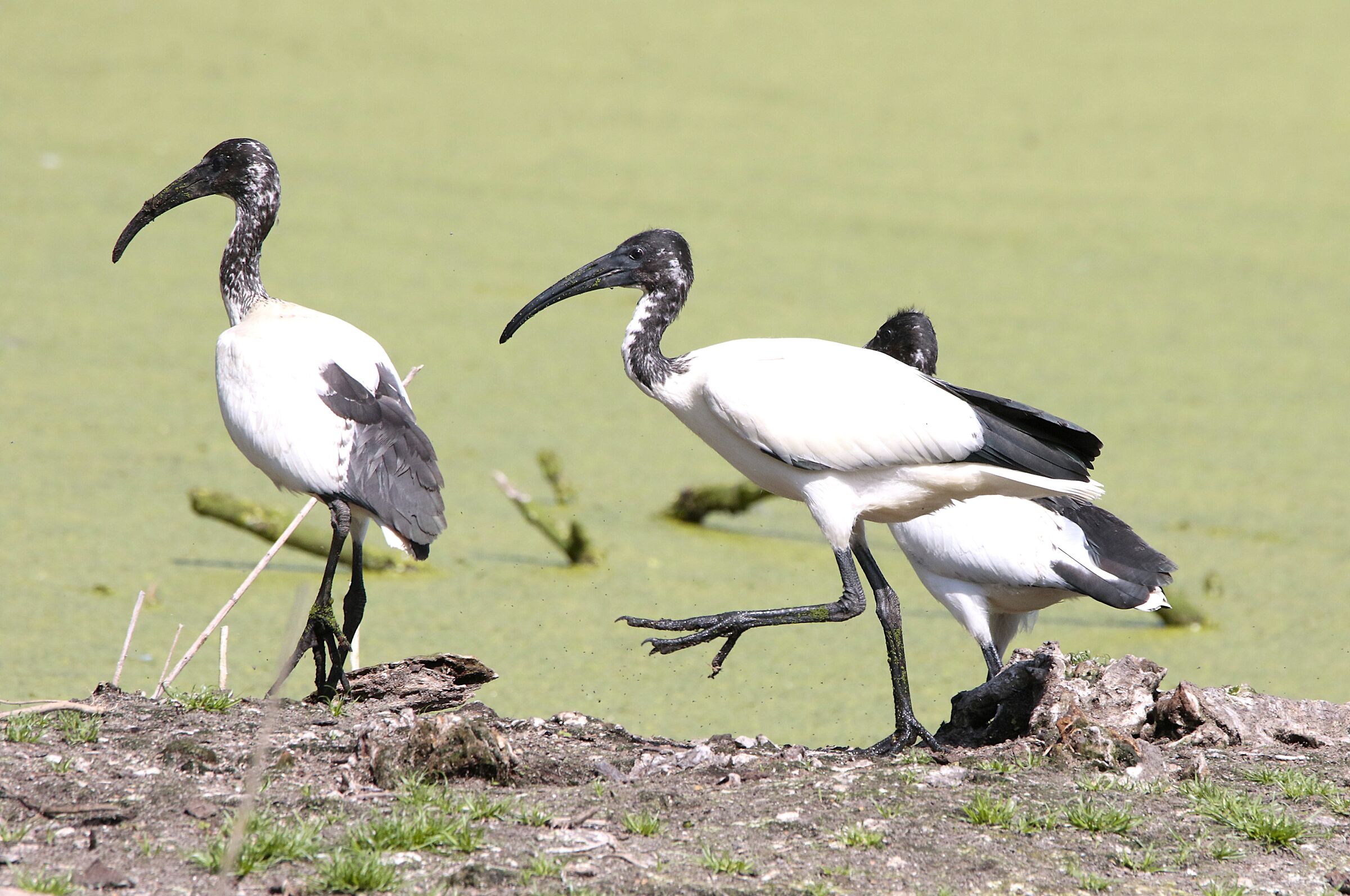 young ibis