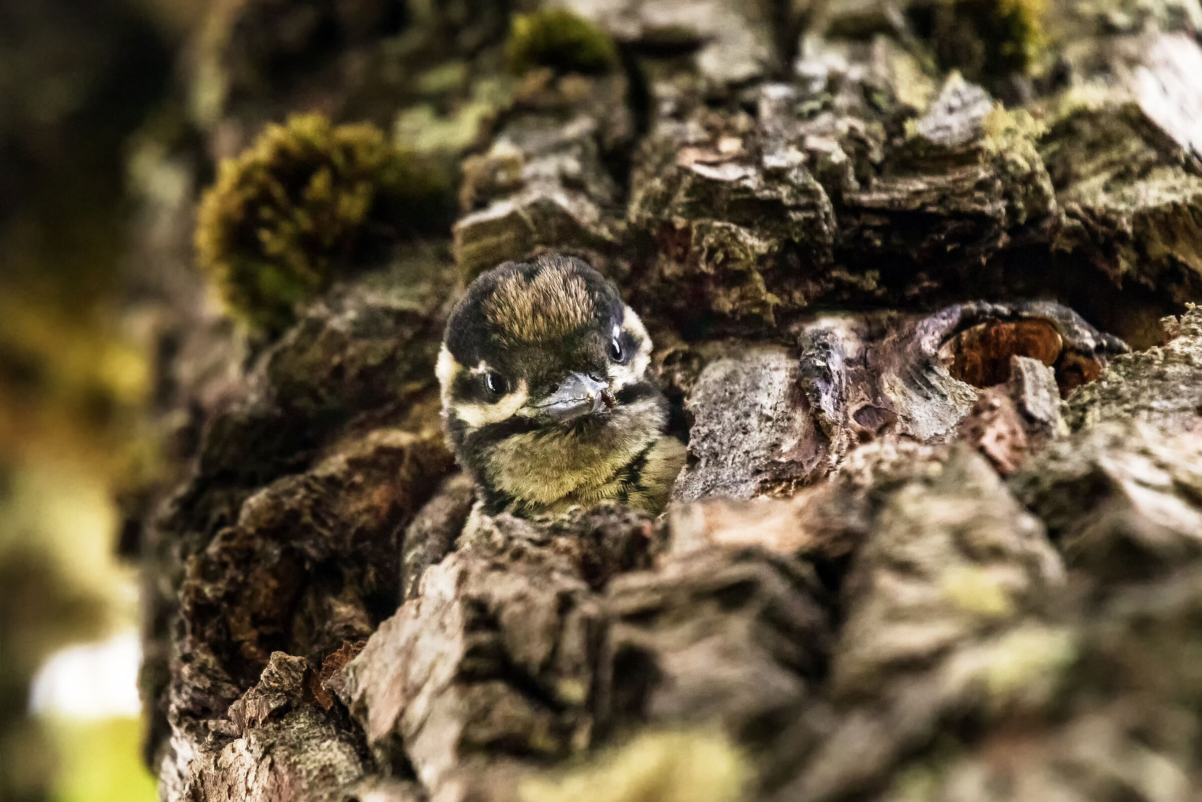 Pargolo di picchio rosso