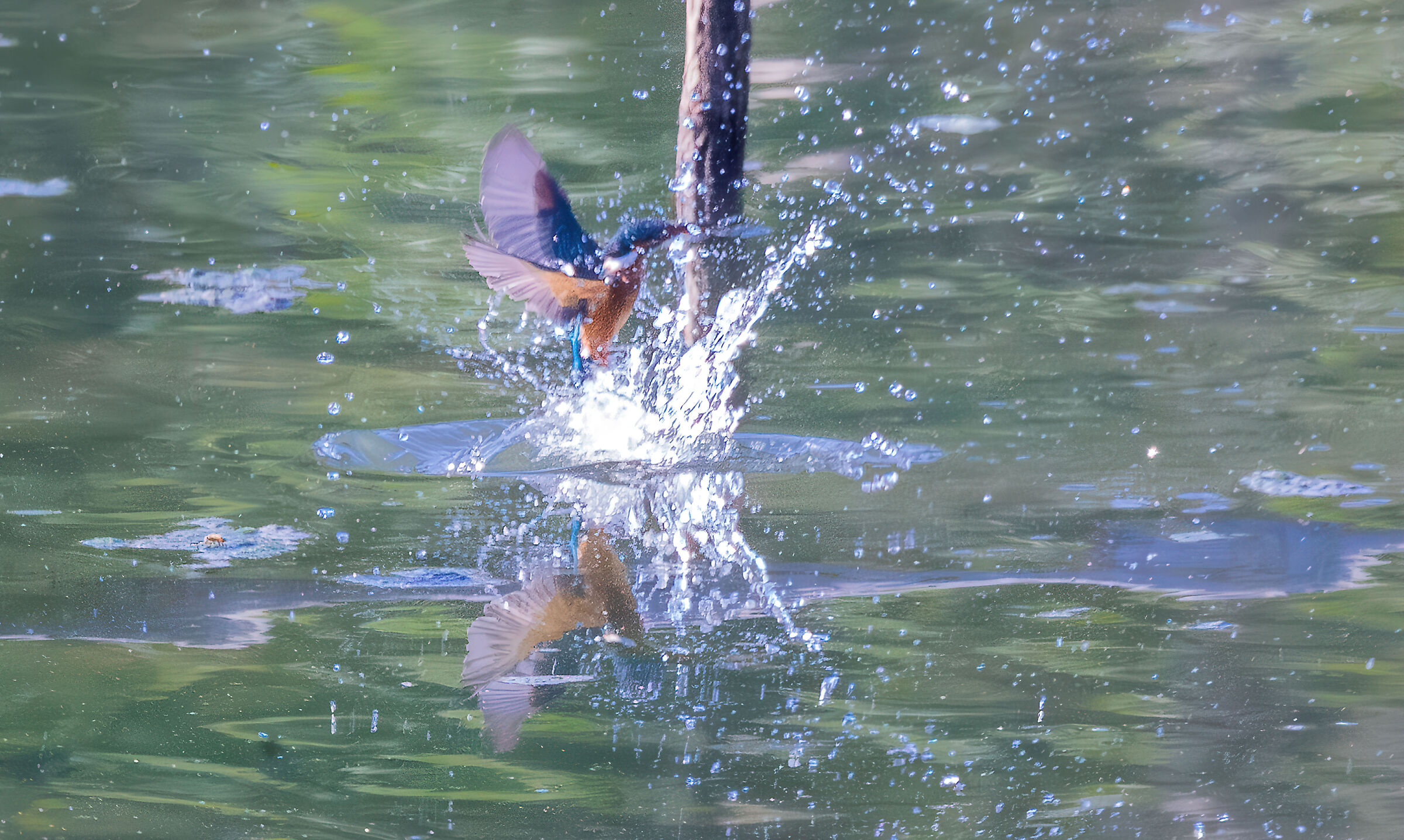 Martin pescatore a pesca