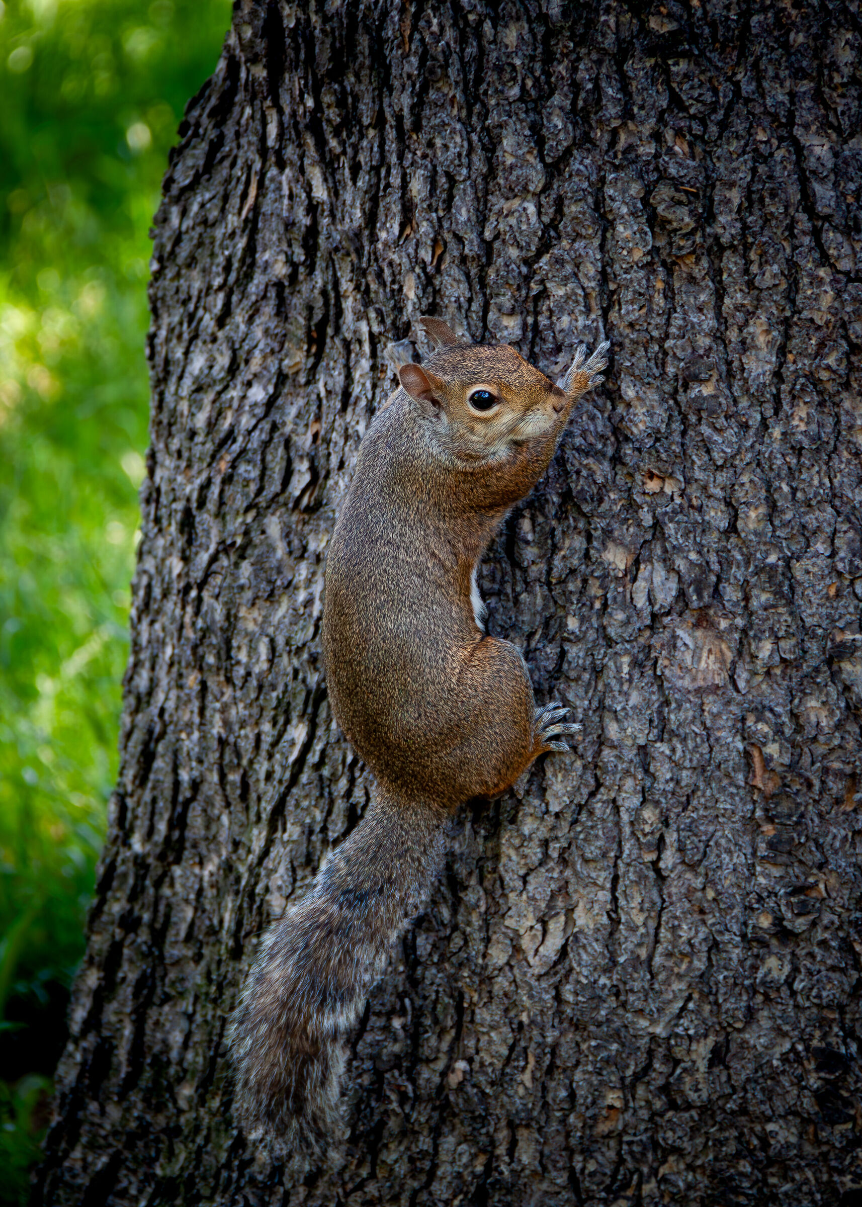 Squirrel