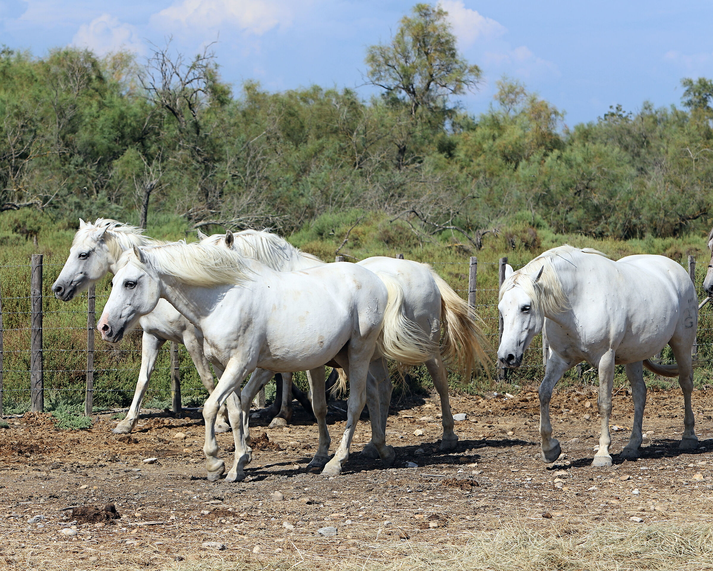 white Camargue horses