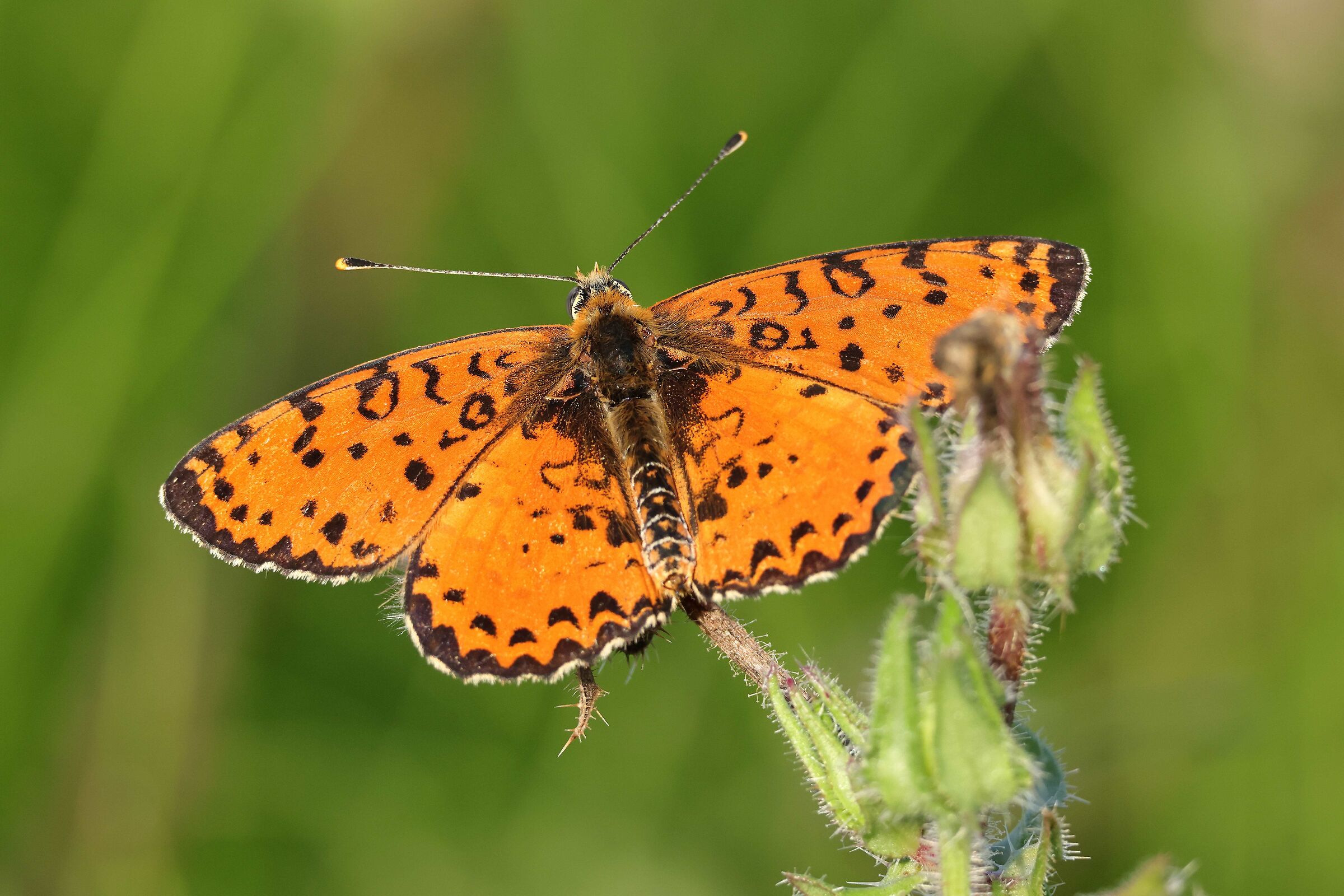 Melitaea didyma