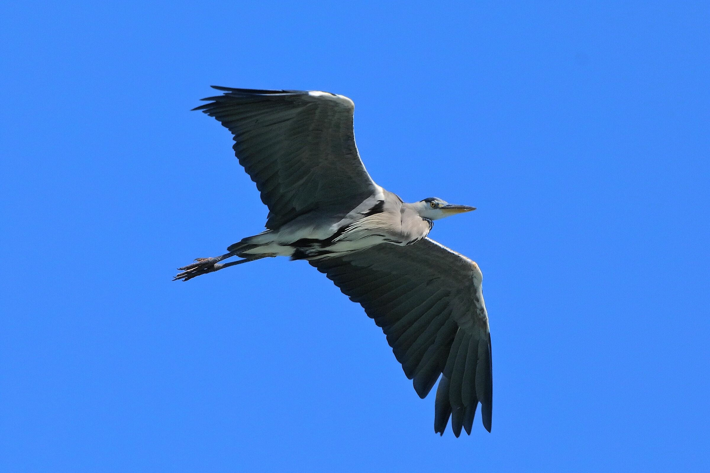 Cenerino 20 agosto 2024 - 0048