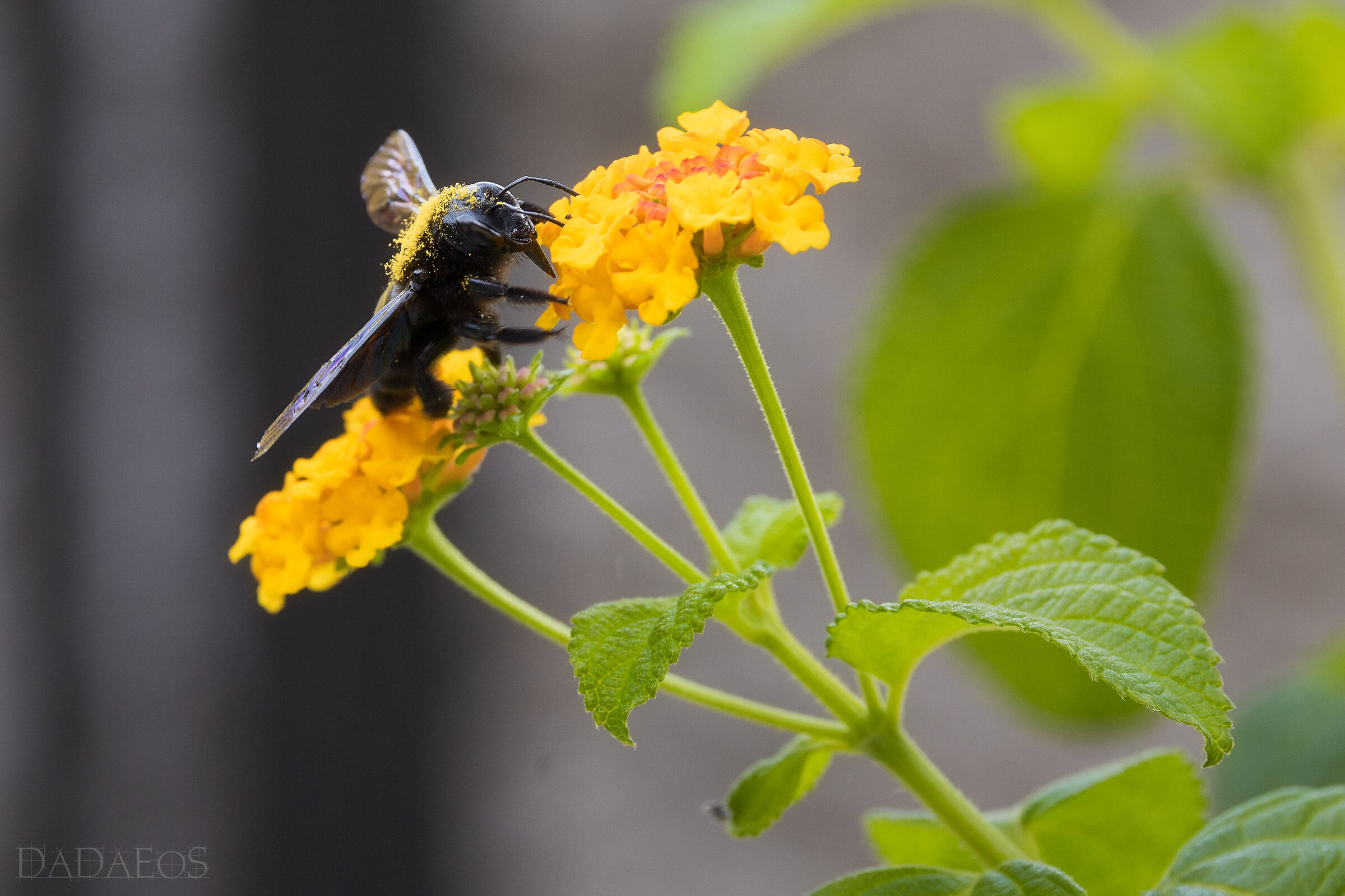 Robusto e Instancabile Insetto