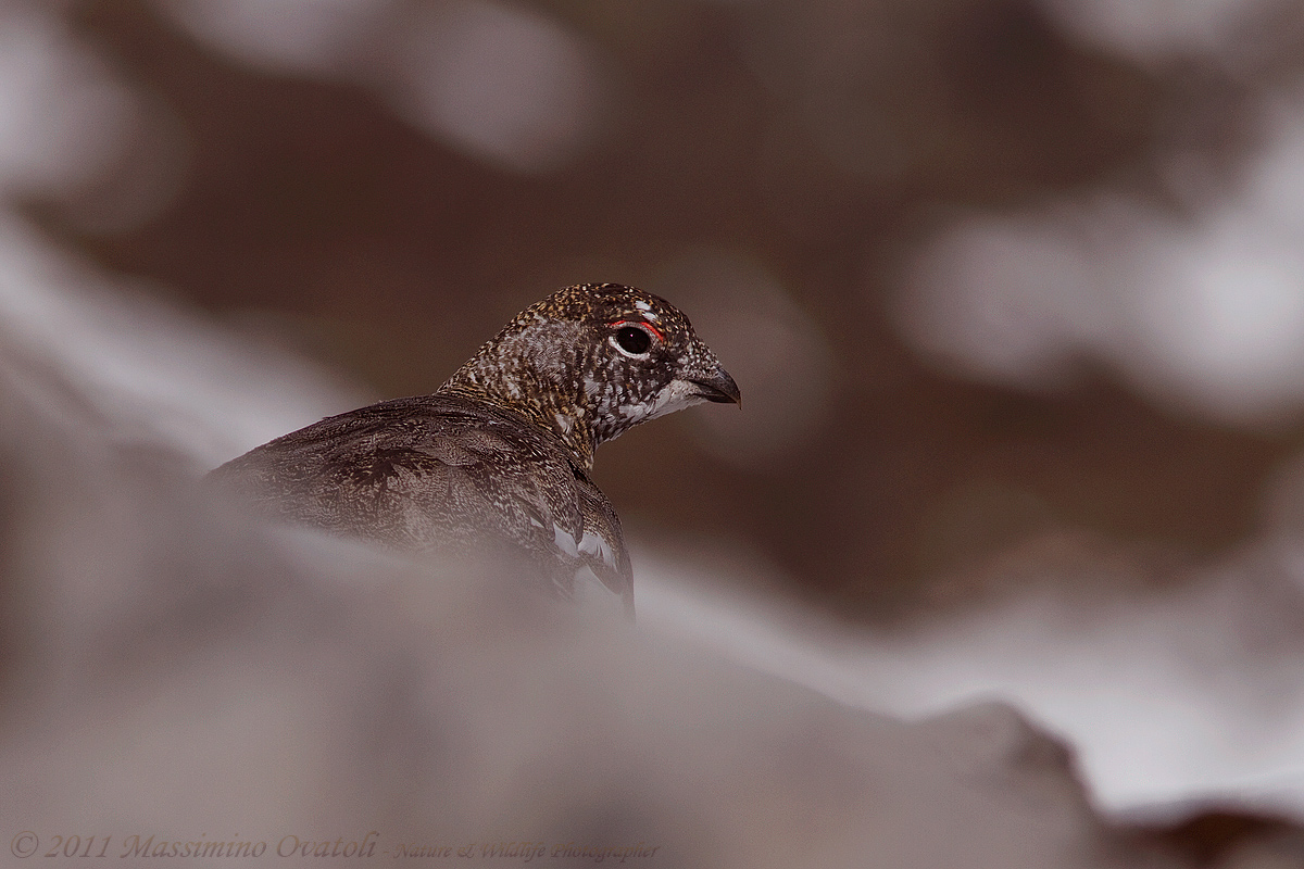 Ptarmigan