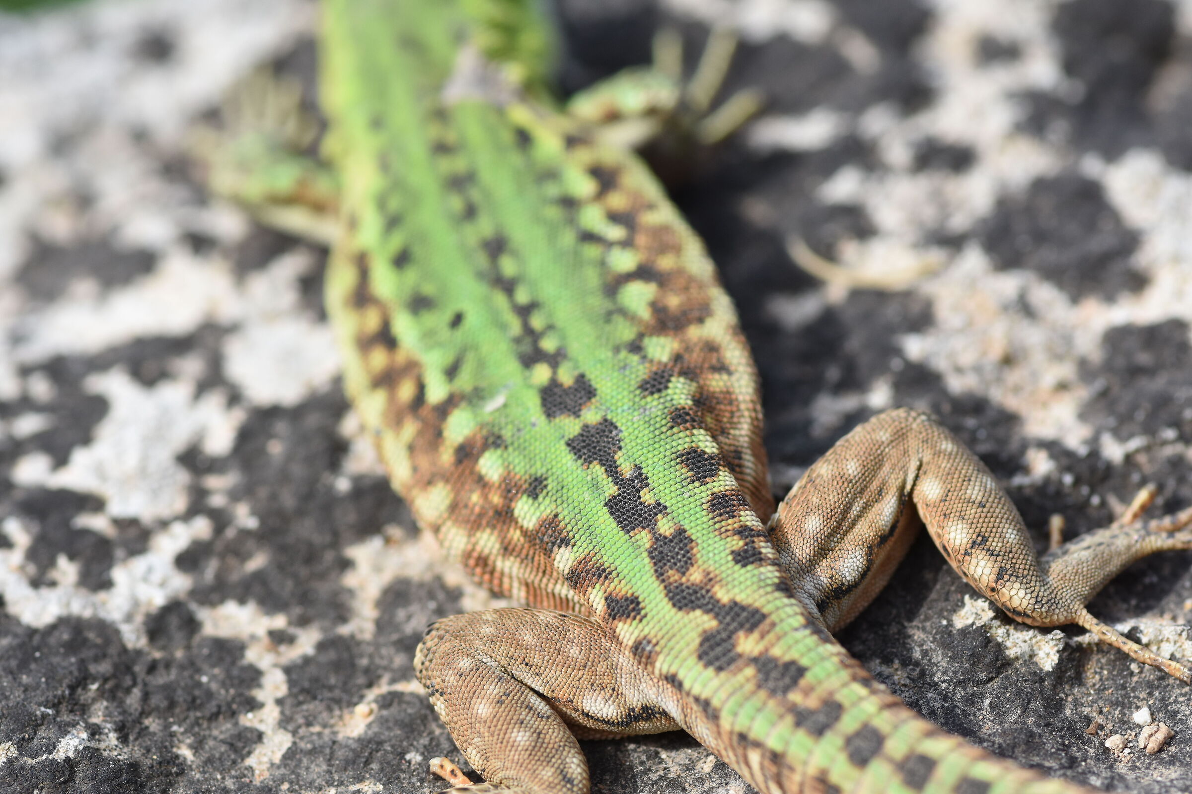 " Crop 150 " Tokina 100 F. 2.8 Atx-i - Nikon D 7200