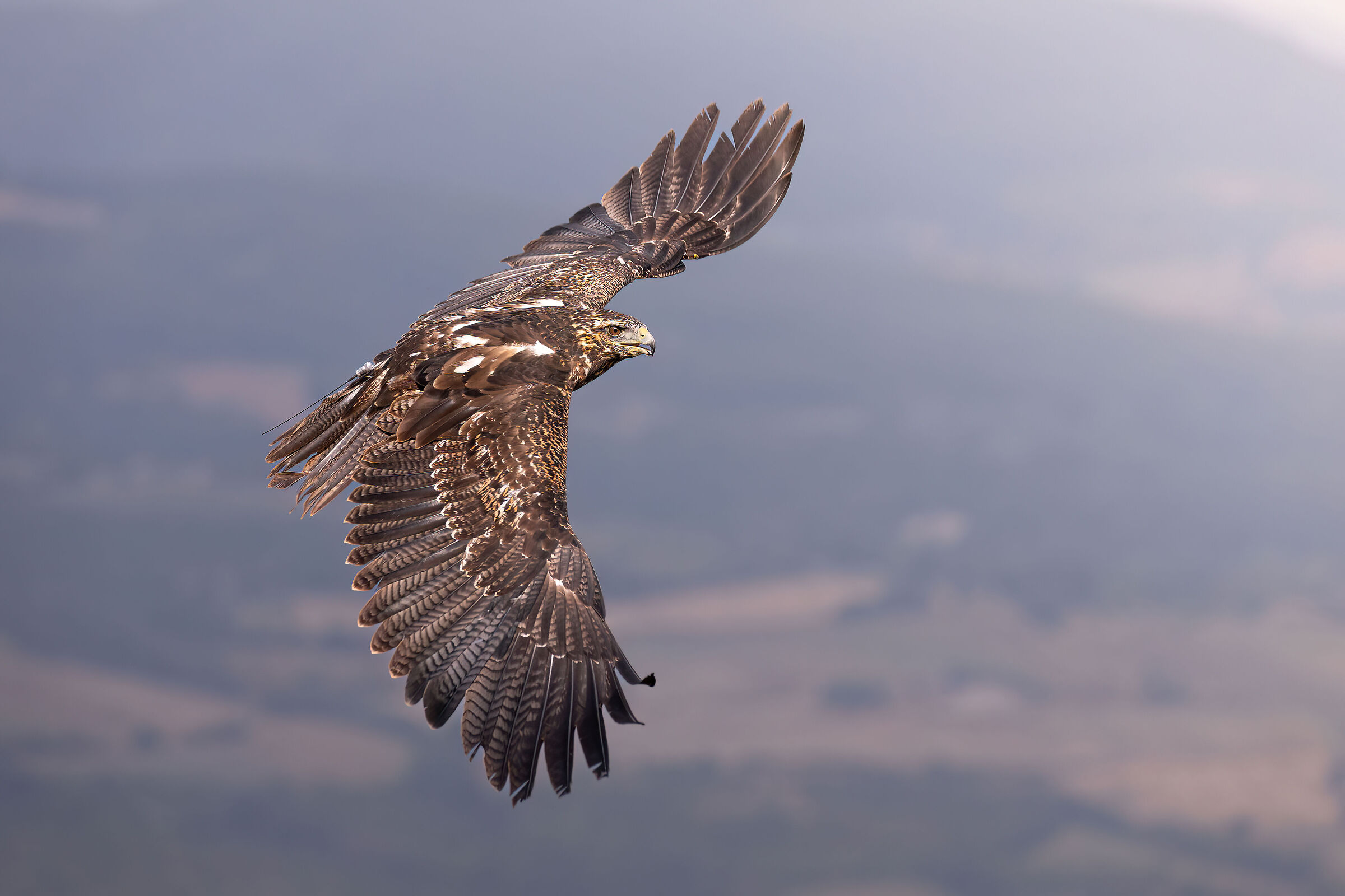 Falconry Chilean eagle 1