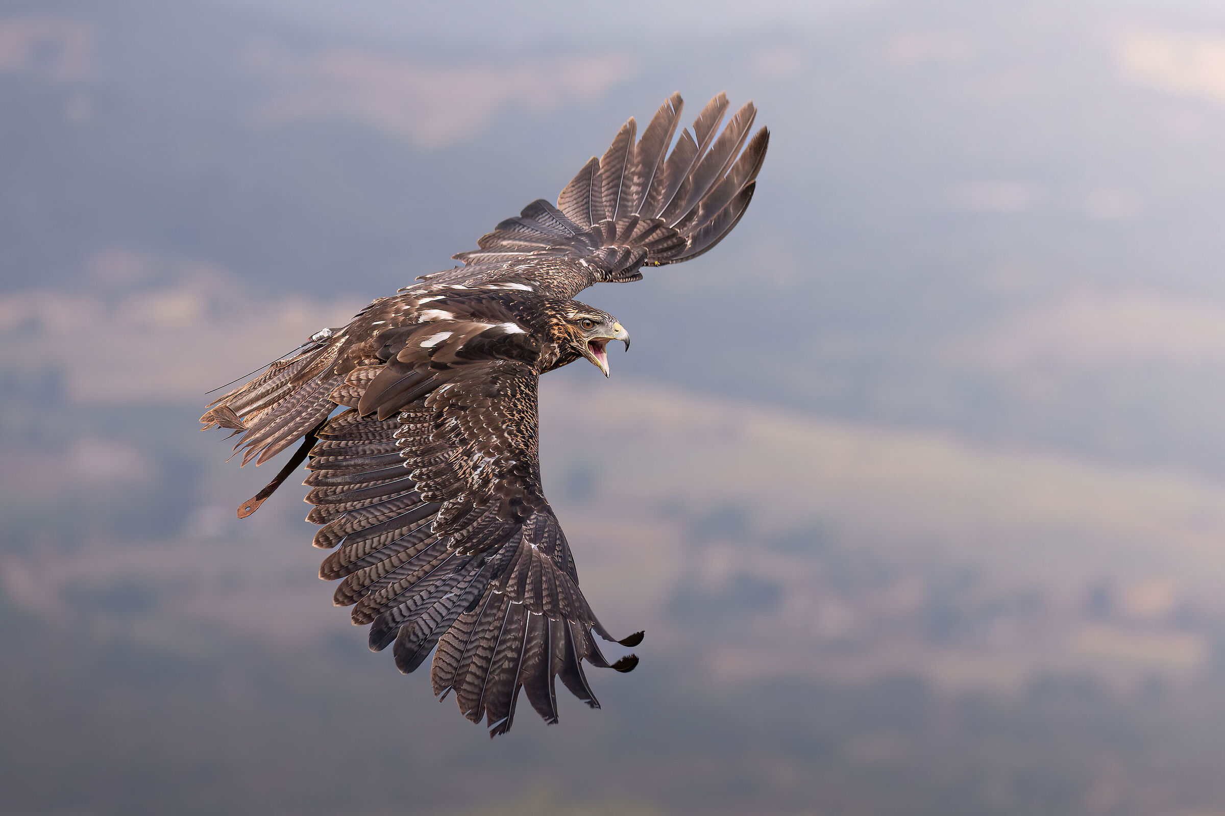 Falconry Chilean Eagle 2
