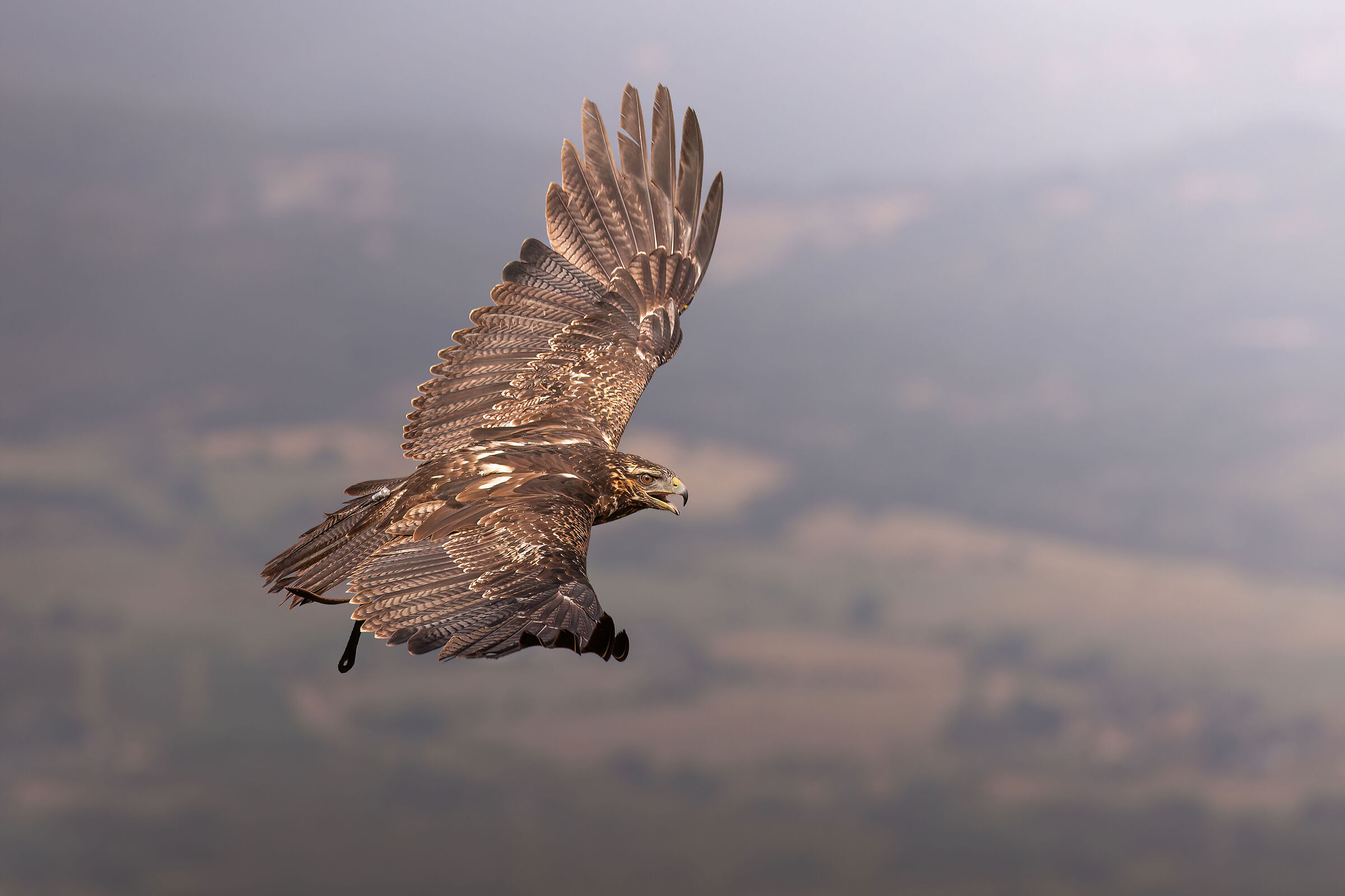 Falconry Chilean eagle 3