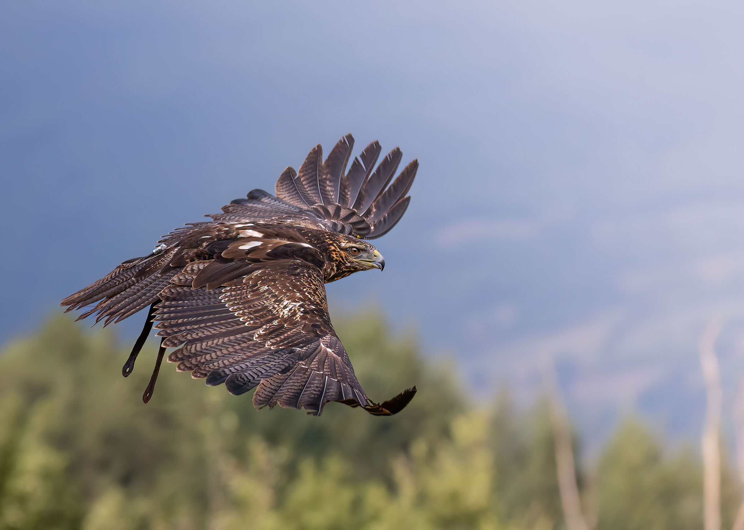 Falconry Chilean eagle 4