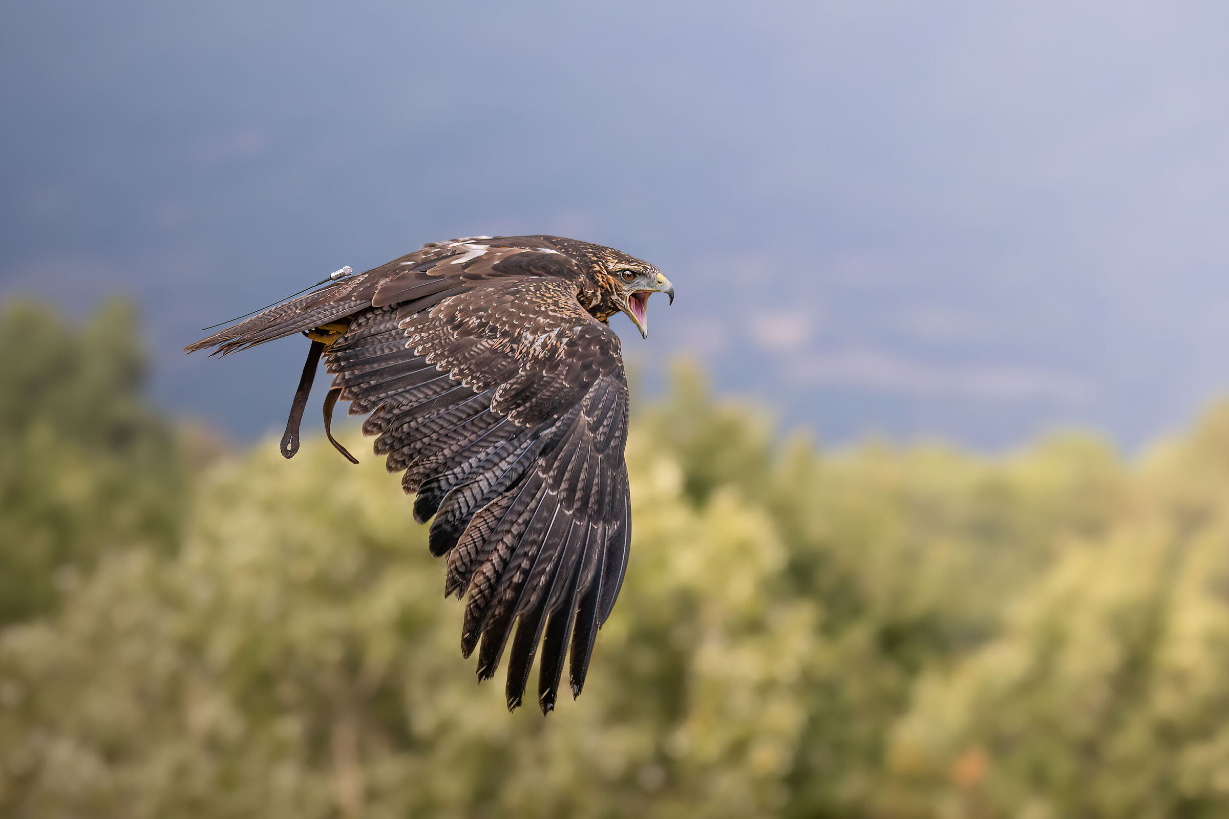 Falconry Chilean eagle 5